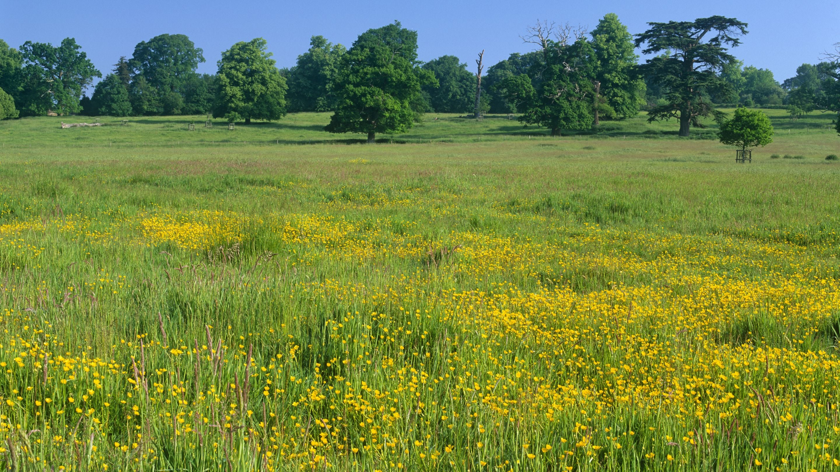 Fields of buttercups flowering amid grass, with trees in the background, in June on the Buscot and Coleshill Estate, Wiltshire