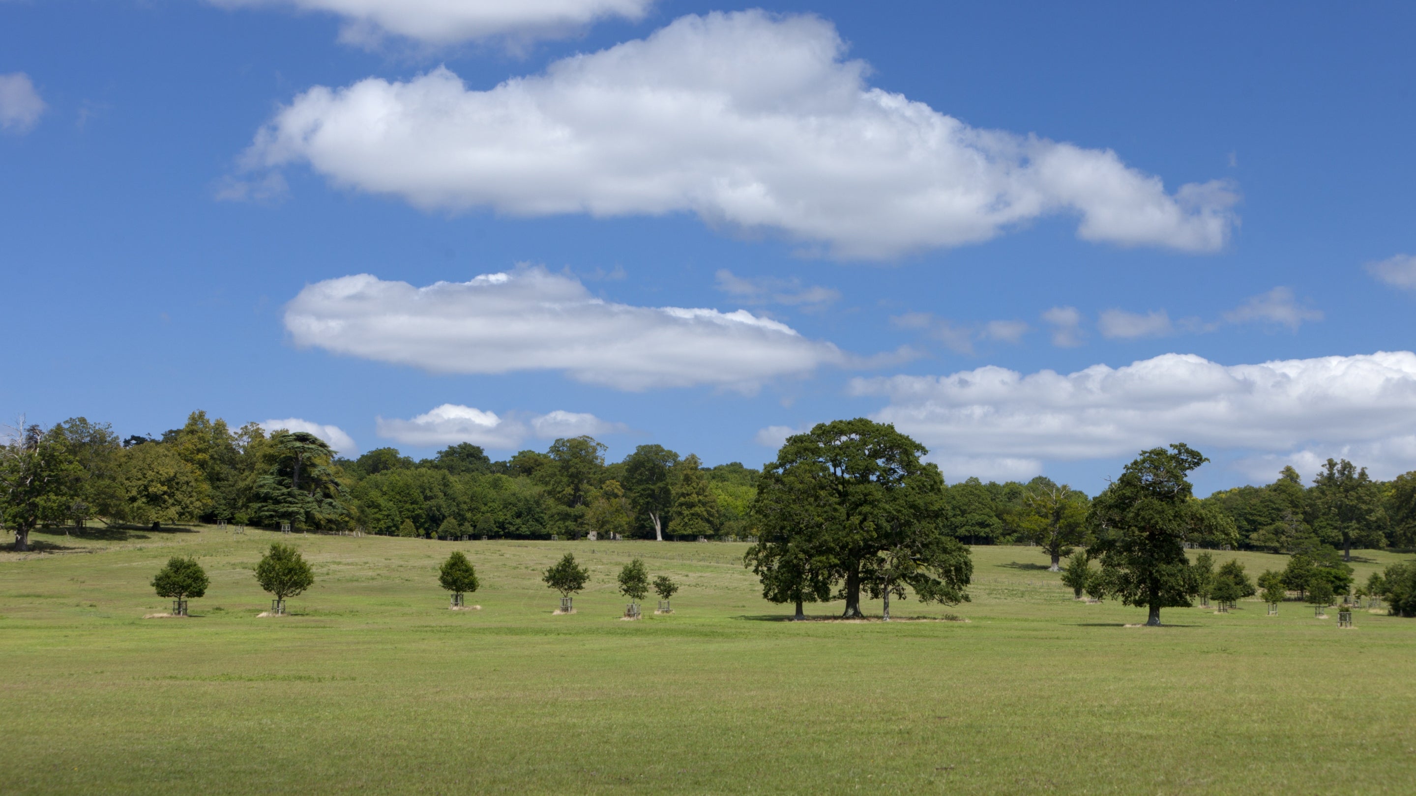 Looking across Coleshill Park on a summer day