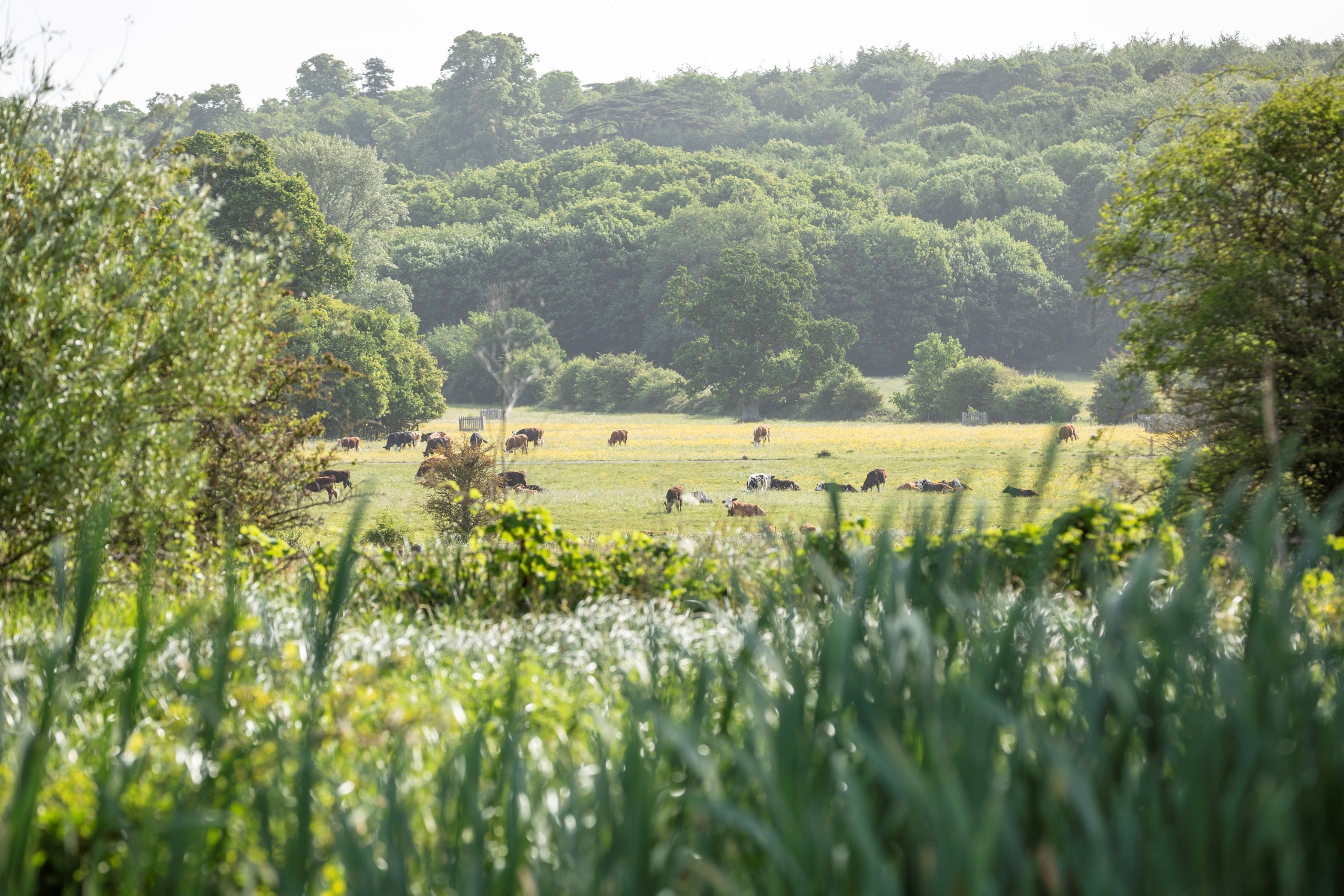 Wide angle view over the parkland at Coleshill, where cows can be seen grazing