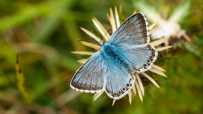 A male chalkhill blue butterfly in the Chilterns Countryside, Buckinghamshire