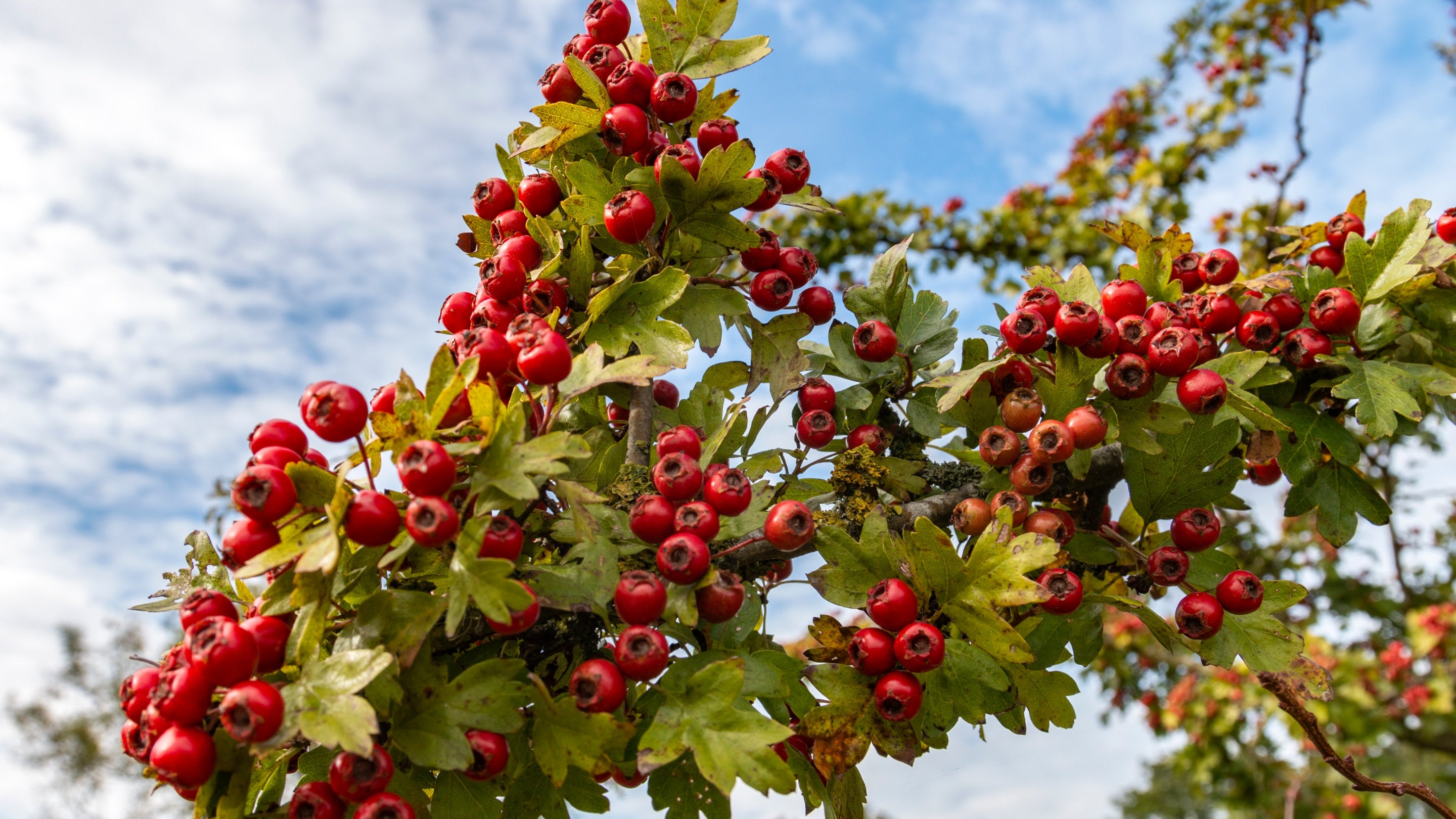 Hawthorn berries at Coombe Hill, Buckinghamshire