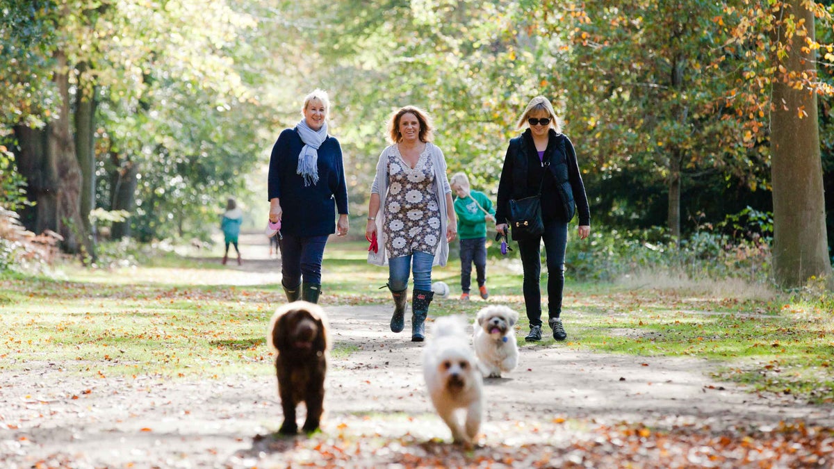 Dog walking at Cliveden Buckinghamshire National Trust