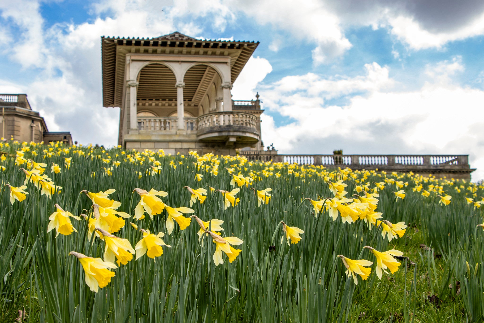 Daffodils at the bottom of the terrace