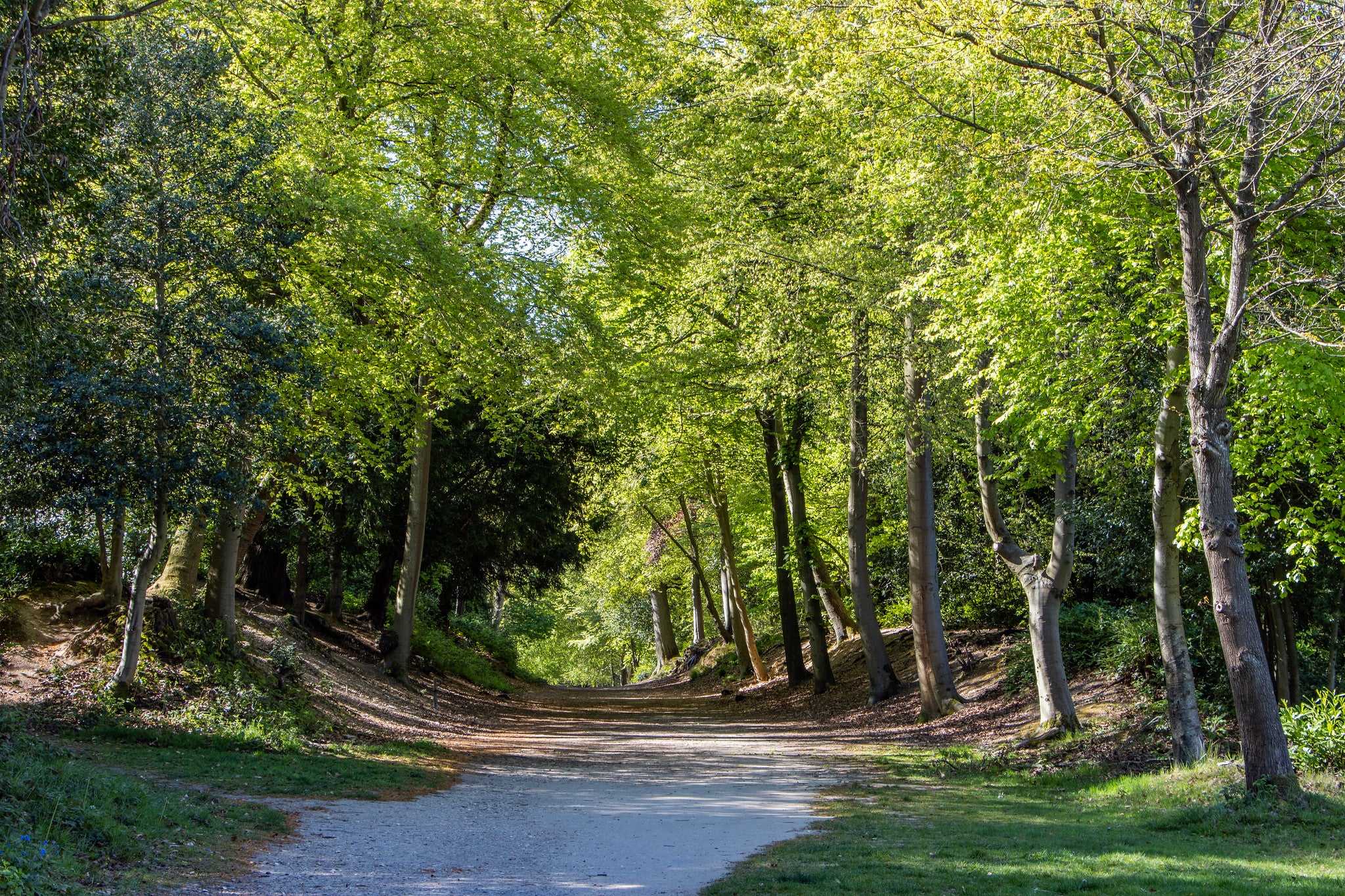 A sunlit woodland path winding through tall, leafy green trees, with dappled light falling across the pale dirt trail in a peaceful forest setting.