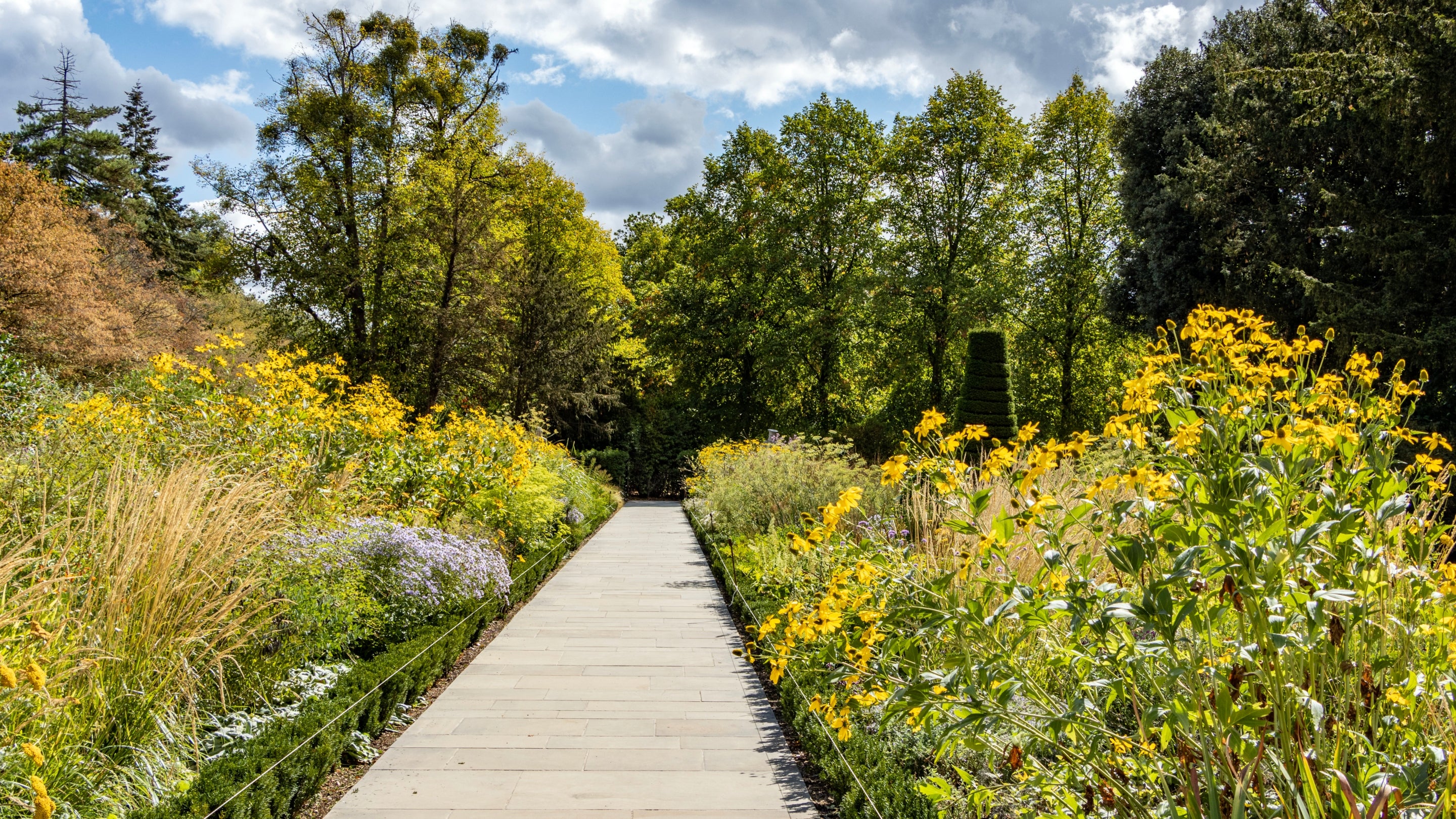 Long pathway with abundant tall yellow flowers on either side and trees in the distance