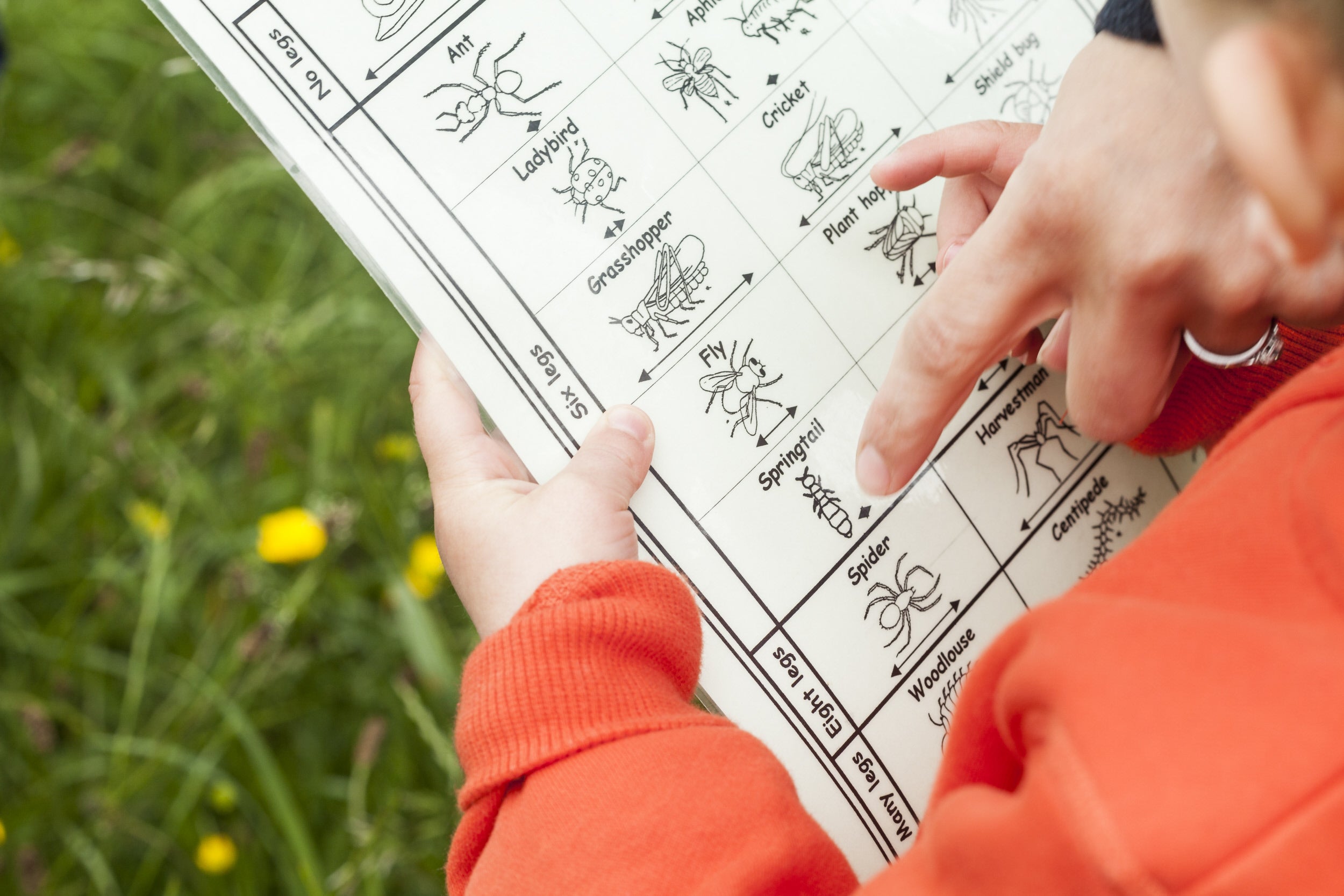 Child being shown a simple insect identification chart.