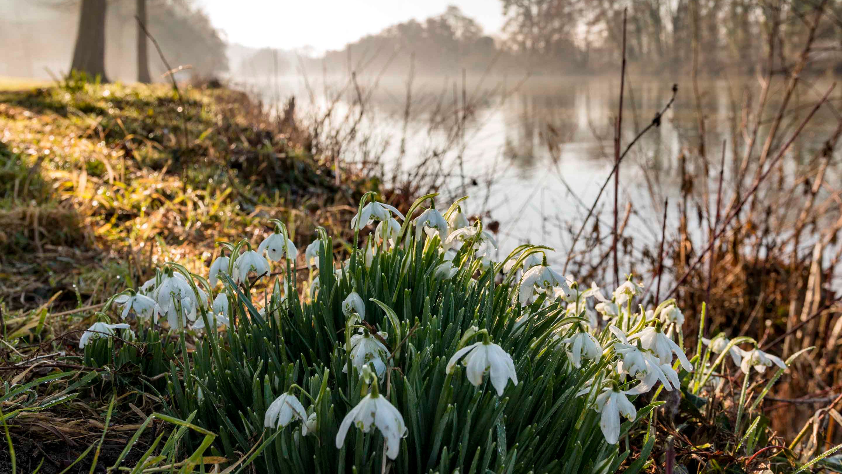 Close up of snowdrops on the bank of the River Thames on a winter morning at Cliveden, Buckinghamshire