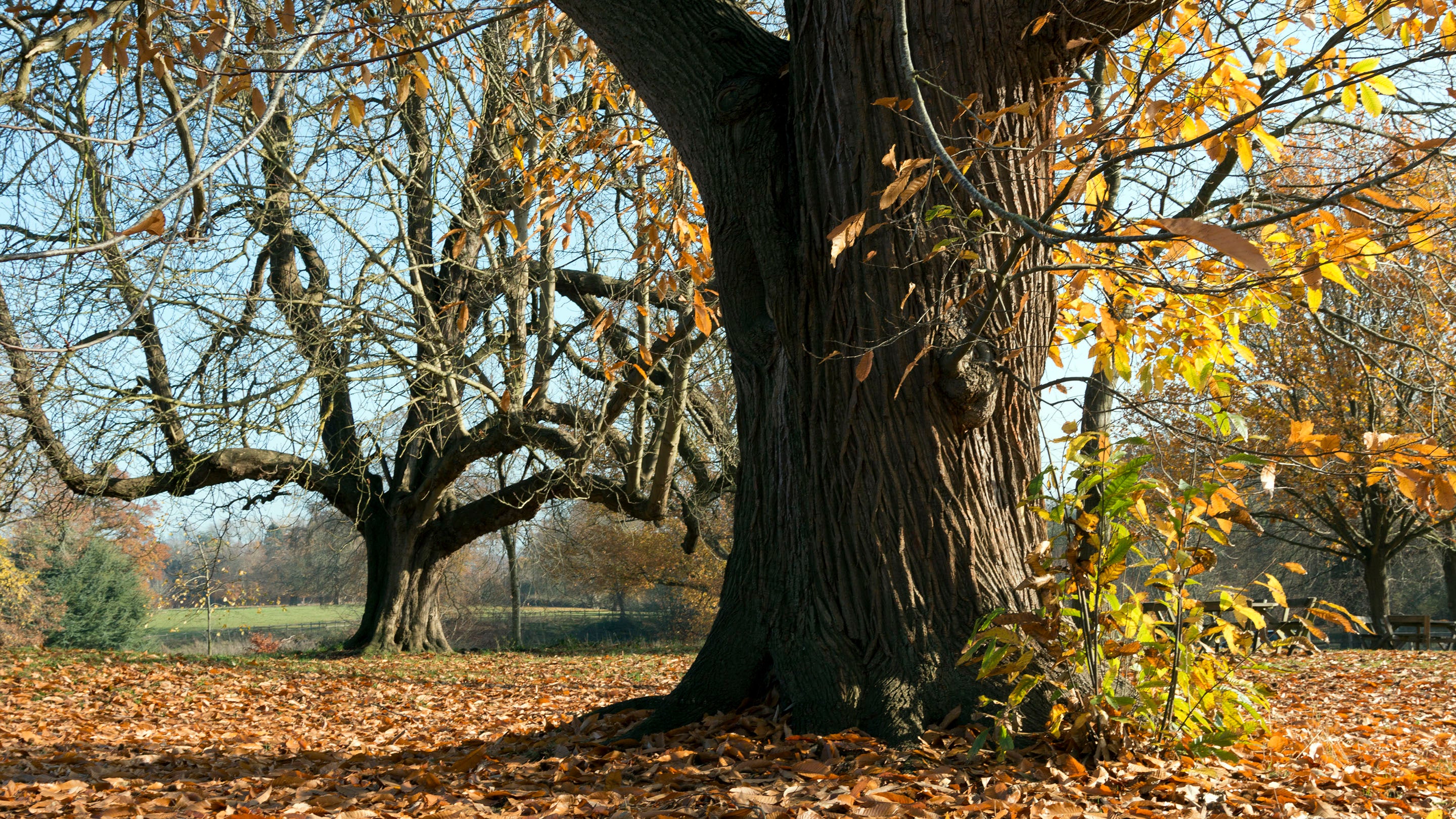 Chestnut trees in autumn at Greys Court, Oxfordshire