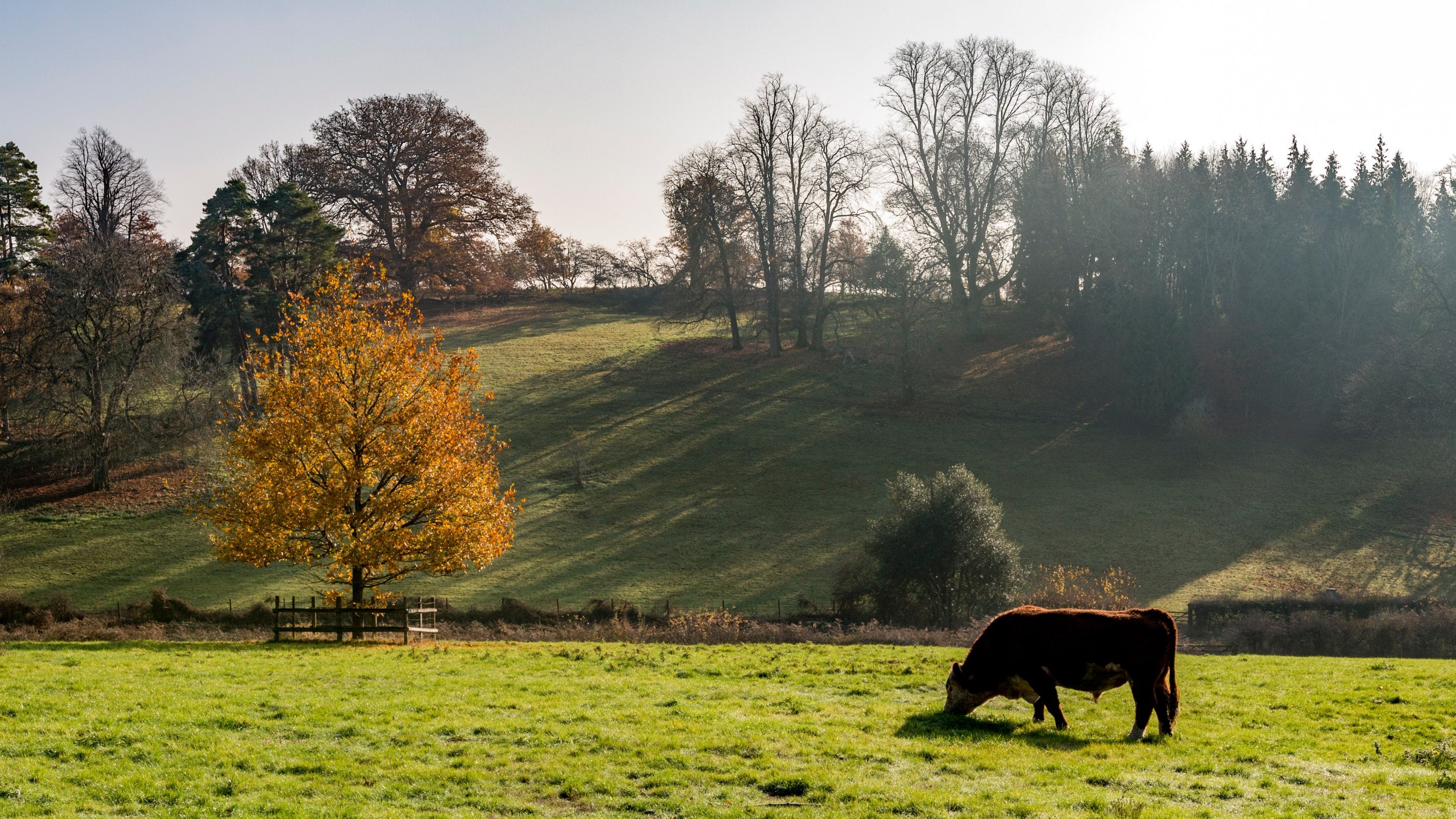 Hereford bull grazing in autumn pasture at Greys Court, Oxfordshire