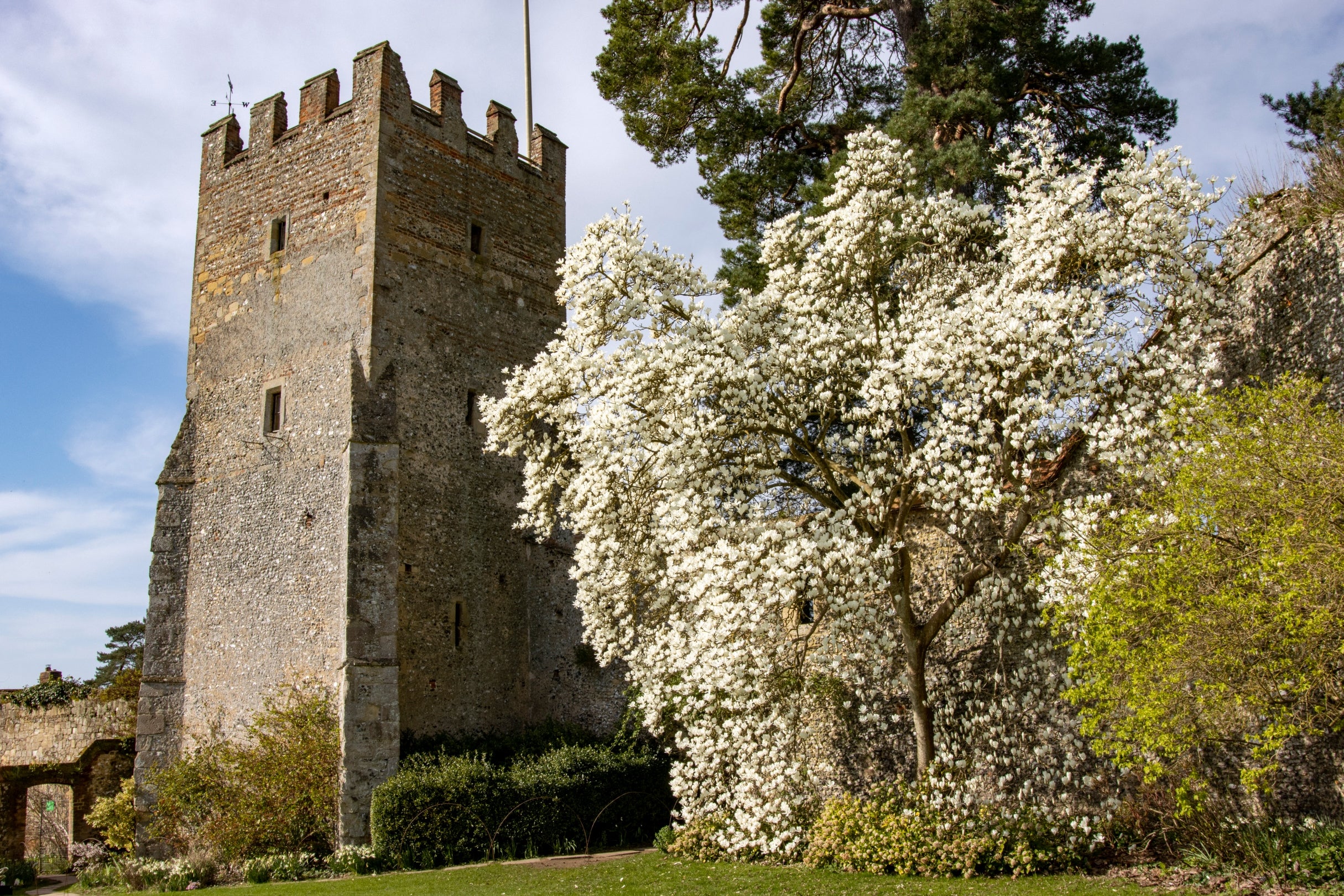 A Magnolia tree next to a grey stone medieval tower at Greys Court, Oxfordshire.