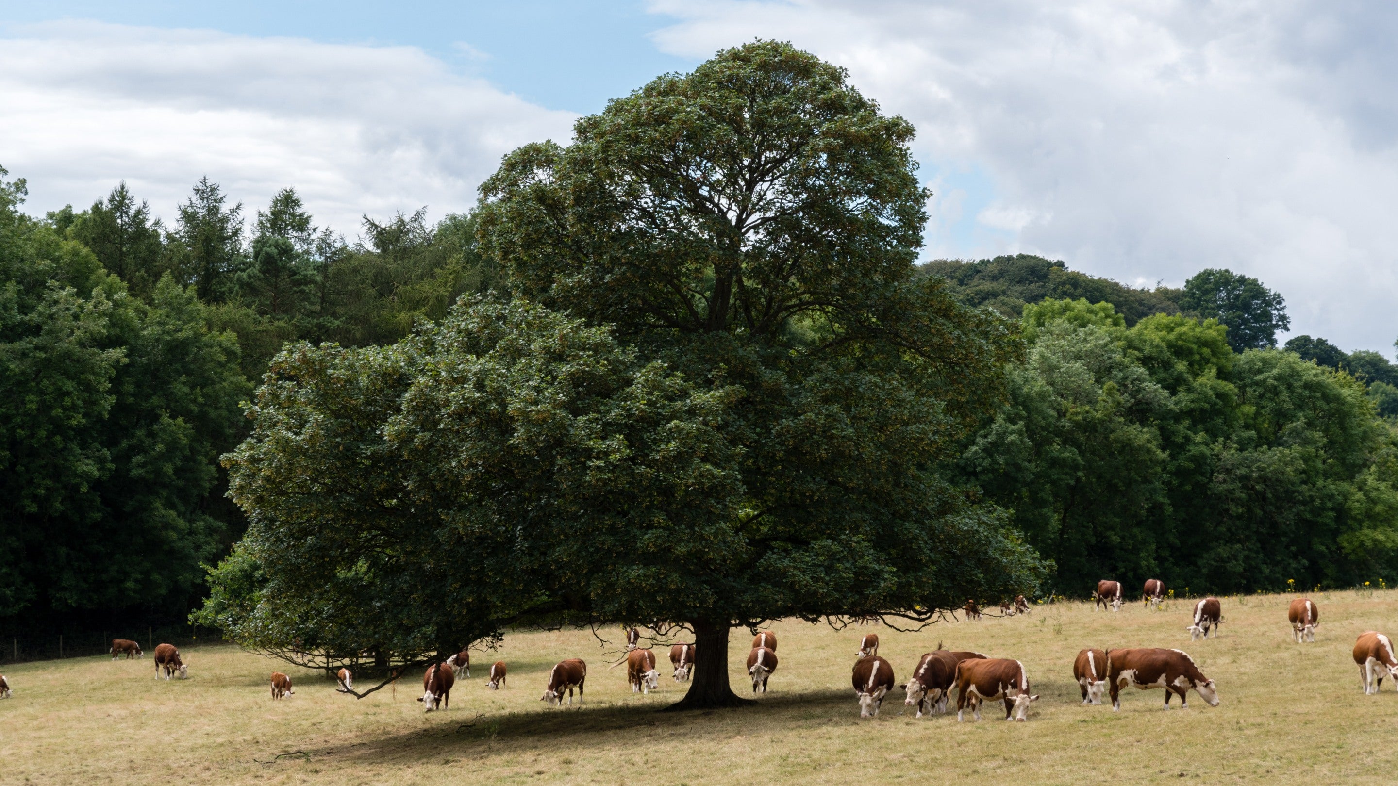 Cows grazing beneath an oak at Greys Court, Oxfordshire