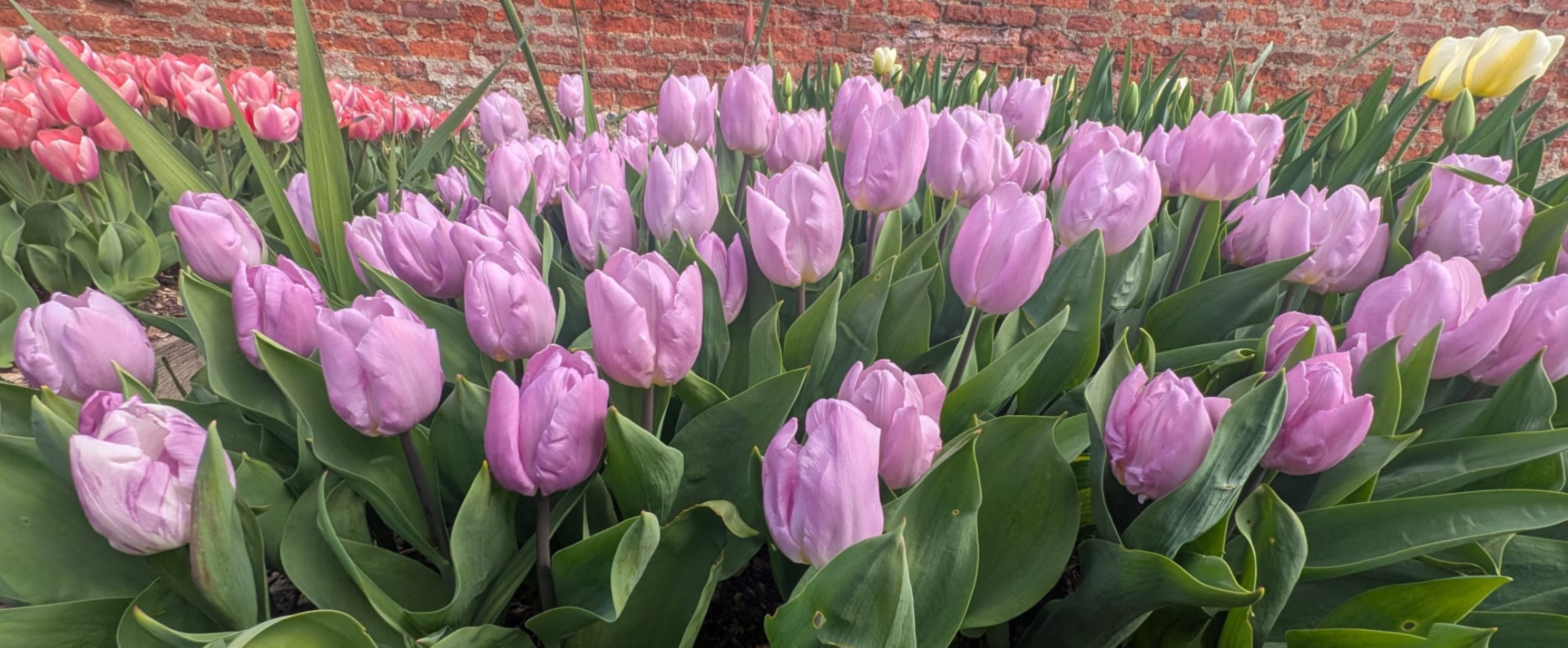 Pink Tulips in the walled garden at Greys Court