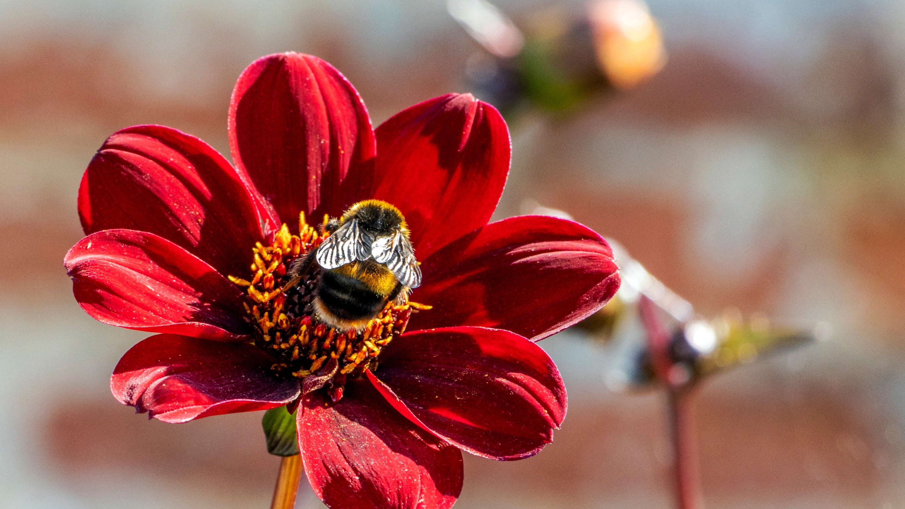 Bumblebee on a red dahlia at Greys Court, Oxfordshire
