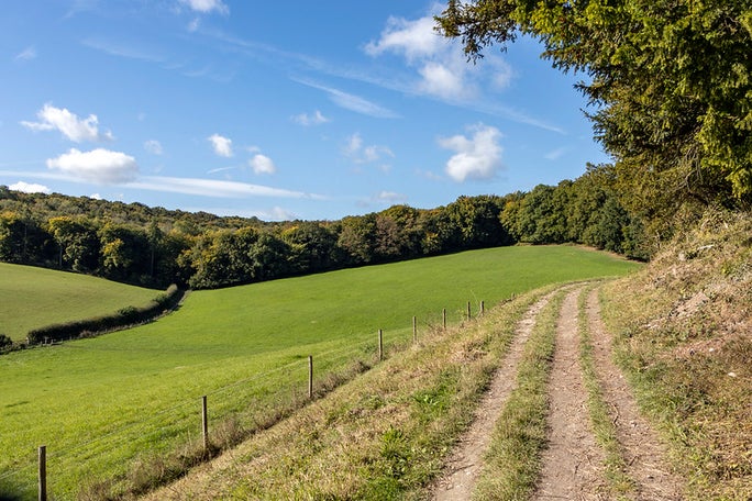 Forest, wild flowers, autumn, trails, Hughenden