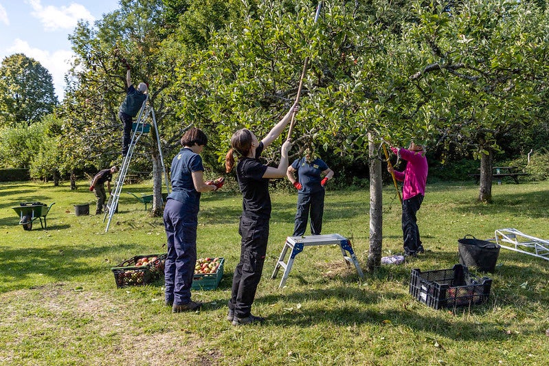 Volunteers at Hughenden Manor Apple Harvest