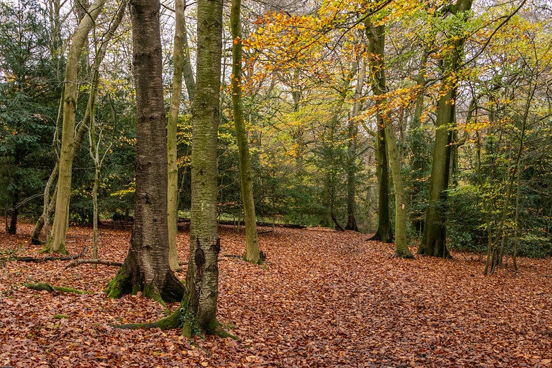 Woodcock Wood at Hughenden