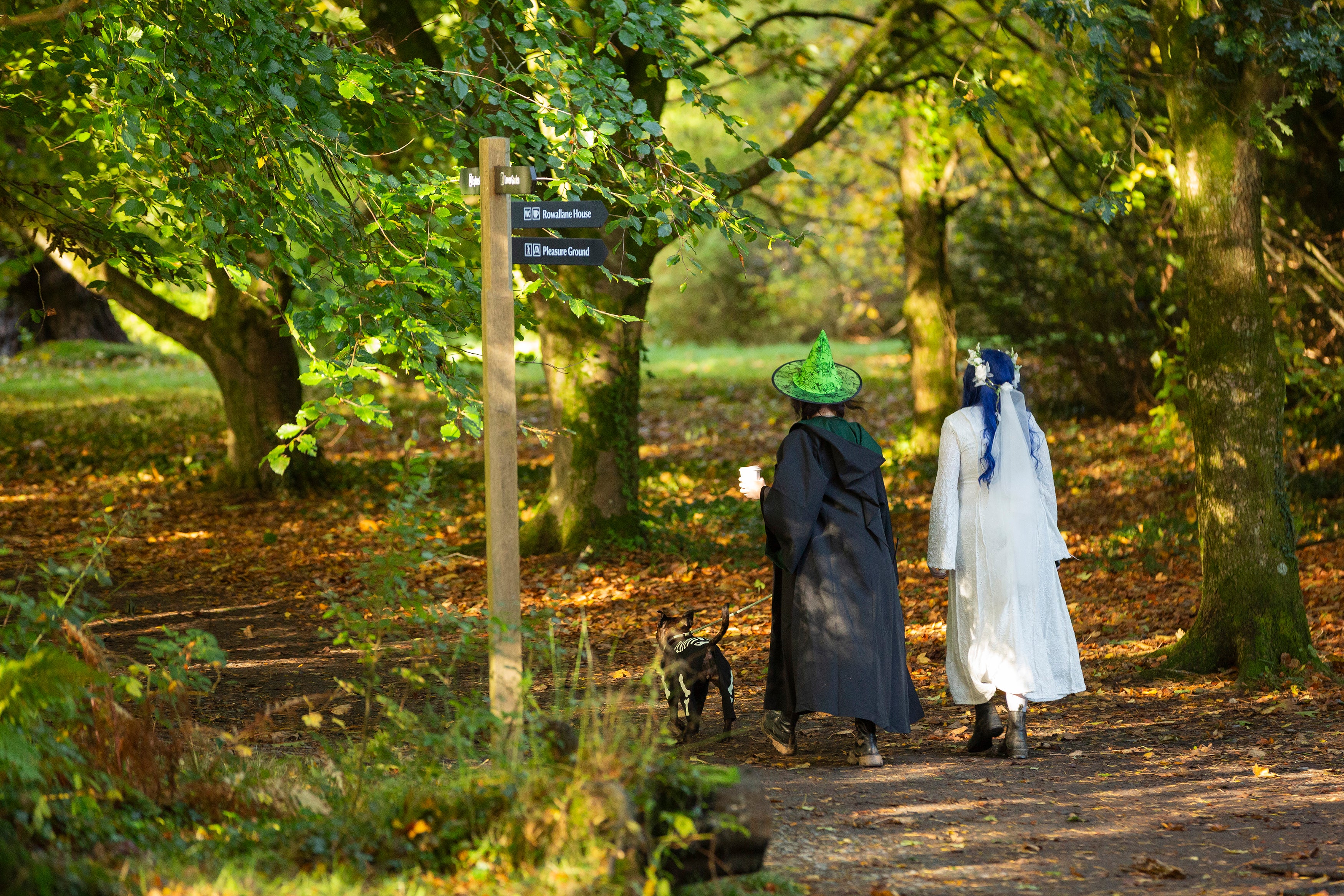 Visitors walking their dogs in Halloween costumes