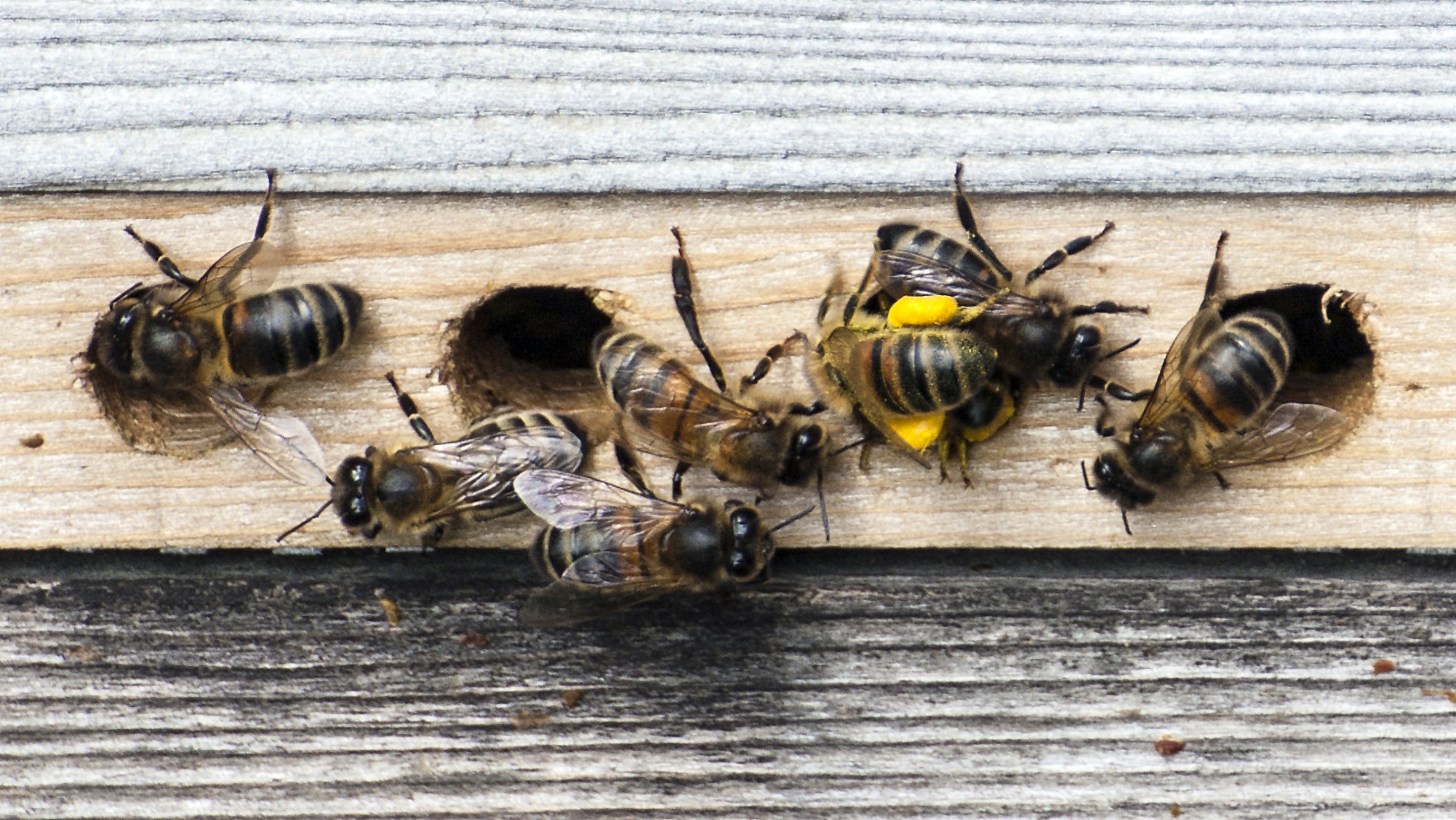 Close-up of bees on the outside of a hive