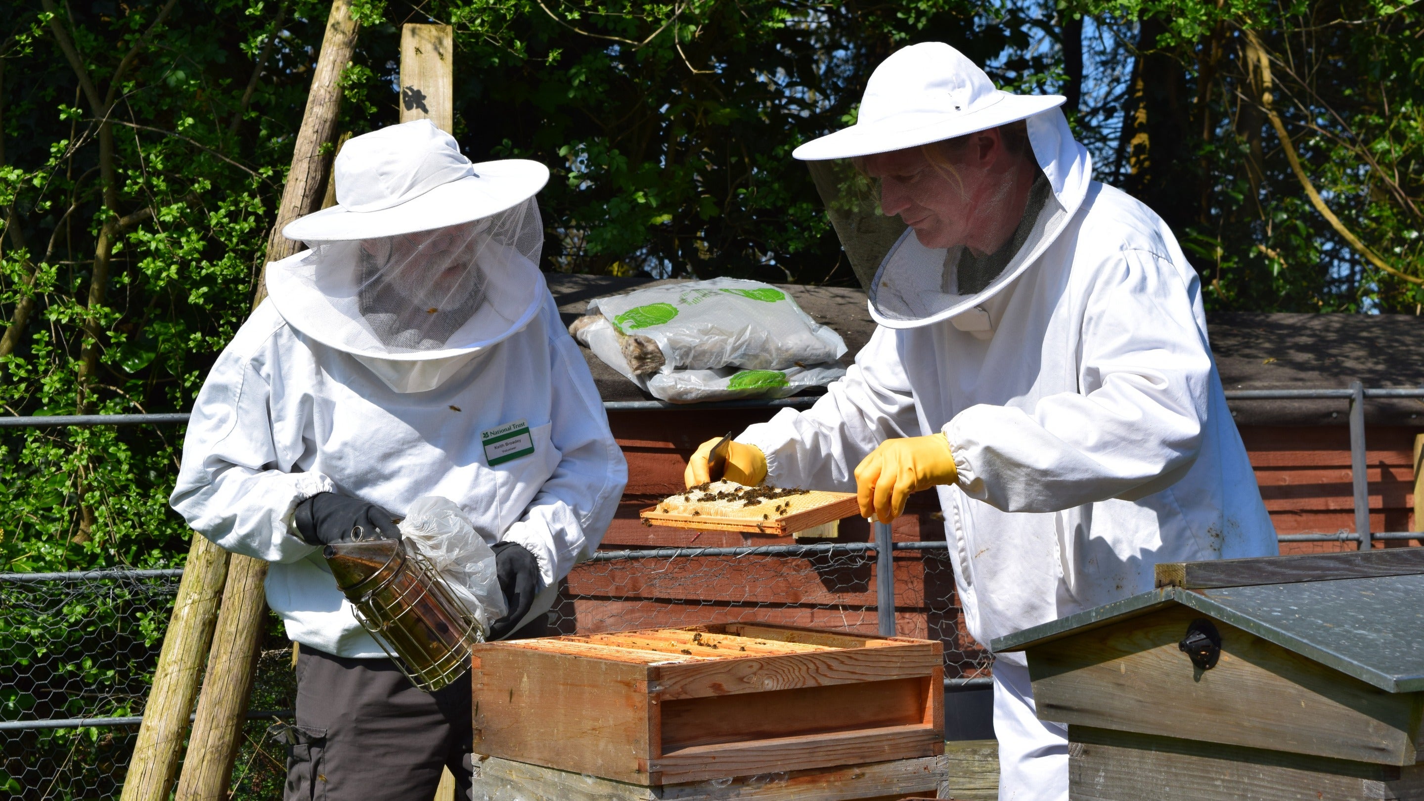 Two beekeepers in protective suits look at a honeycomb with bees on they've taken from a hive