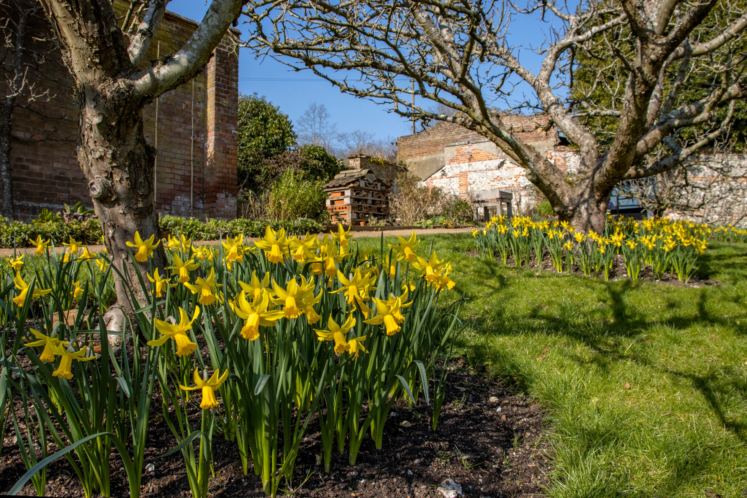 Daffodils in the Walled Garden at Hughenden, Buckinghamshire