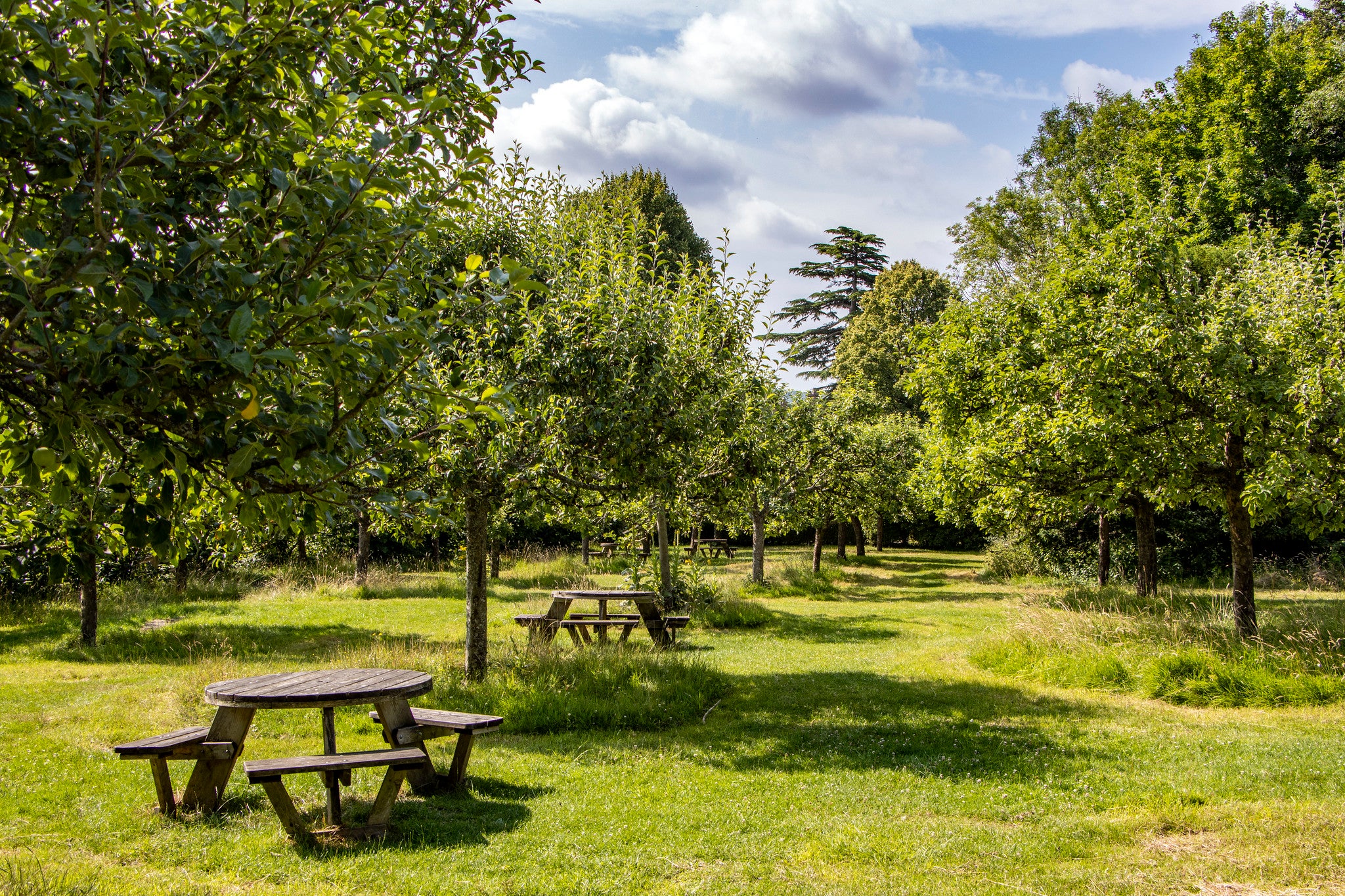 The Orchard