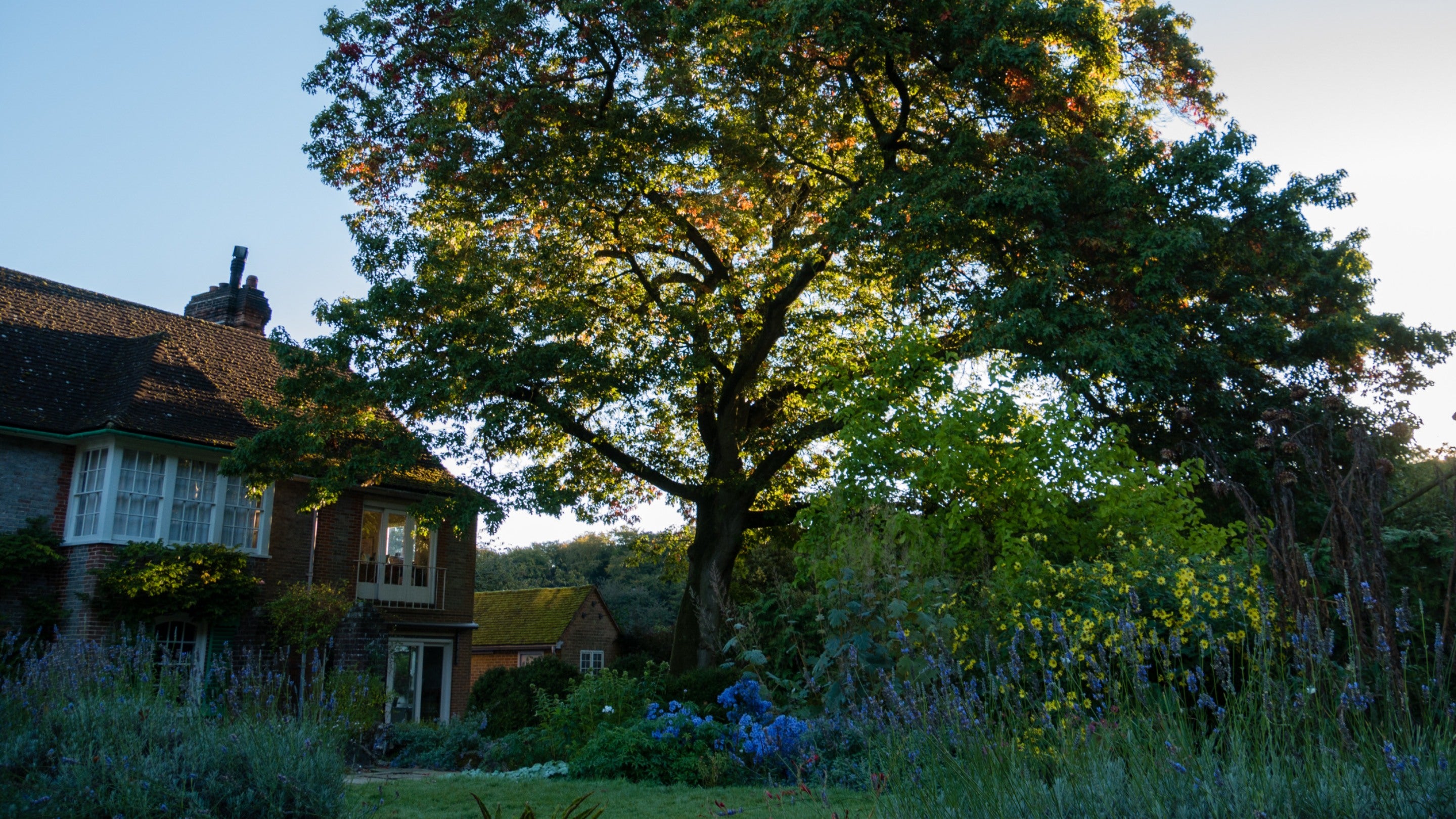 Image shows  early morning light through the autumnal leaves and branches of a red oak tree outside the house at Nuffield Place, with a blue sky above and a glimpse of the house to the left-hand side of the image