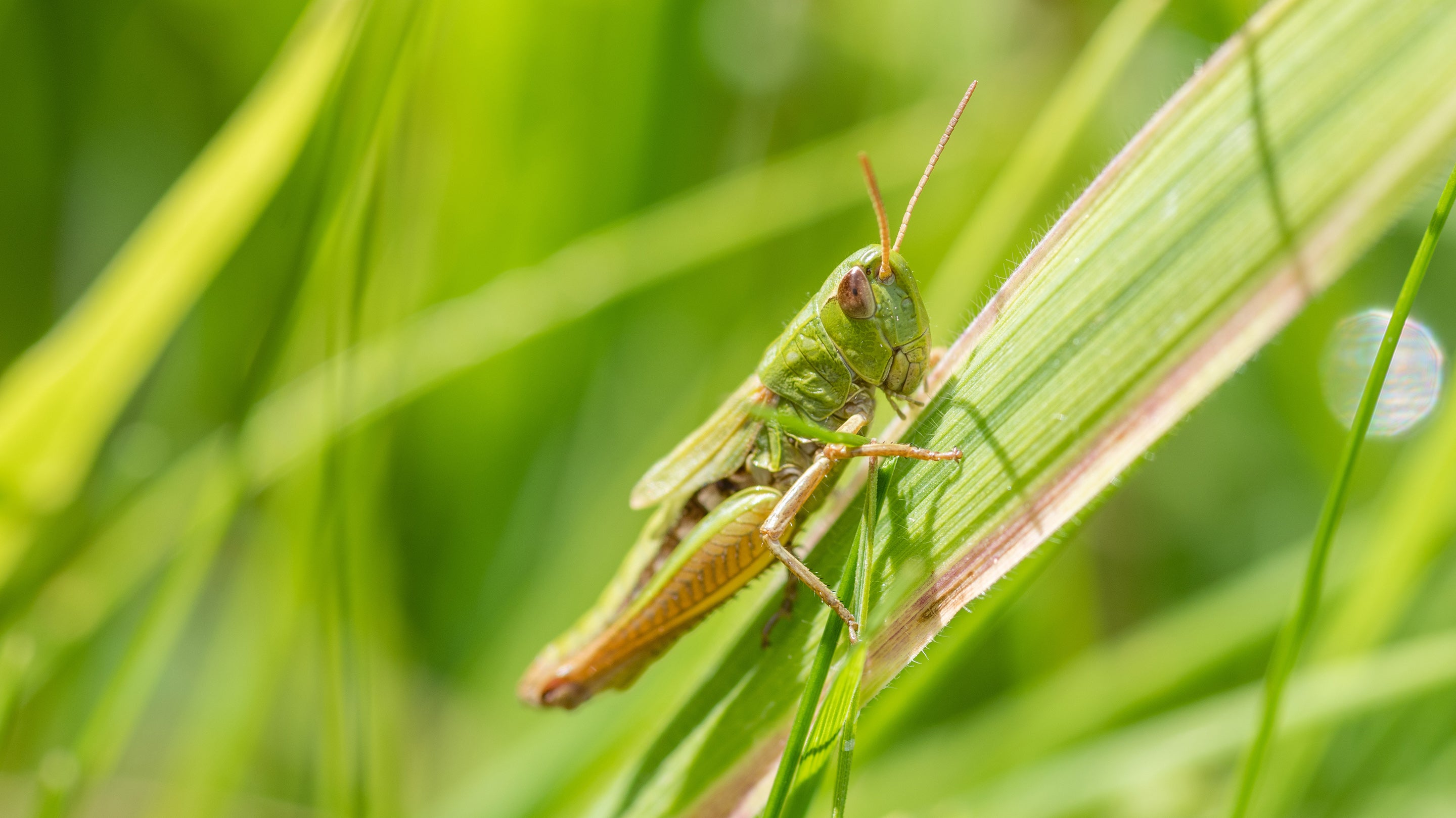 Grasshopper in the meadow at Nuffield Place, Oxfordshire