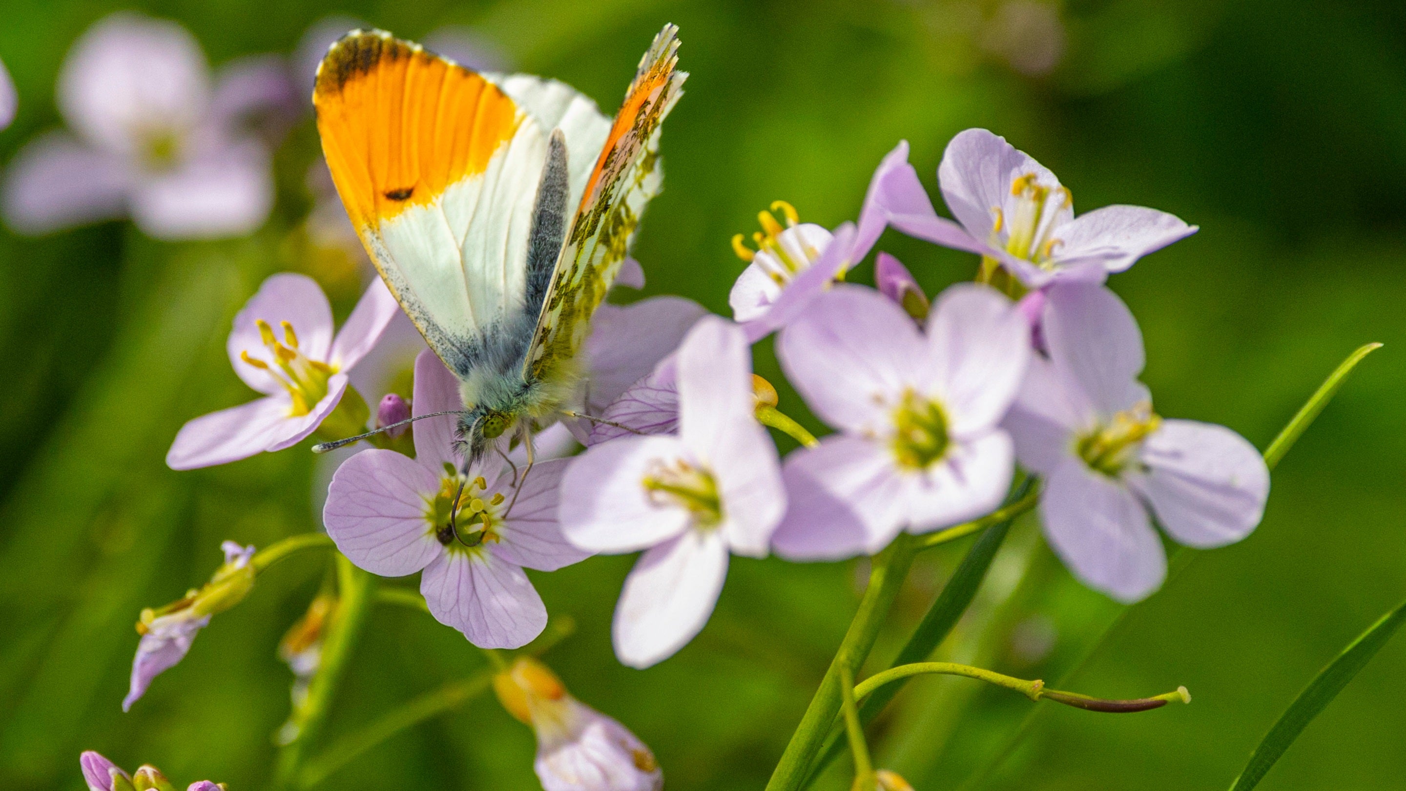 A white and orange butterfly on a lilac-coloured flower