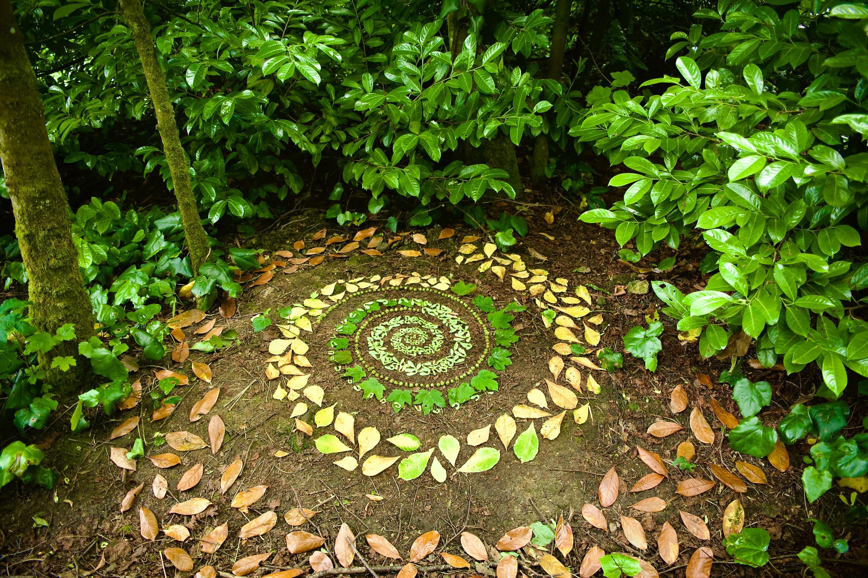 Leaves displayed on the ground