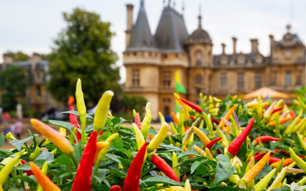Chilli Fest