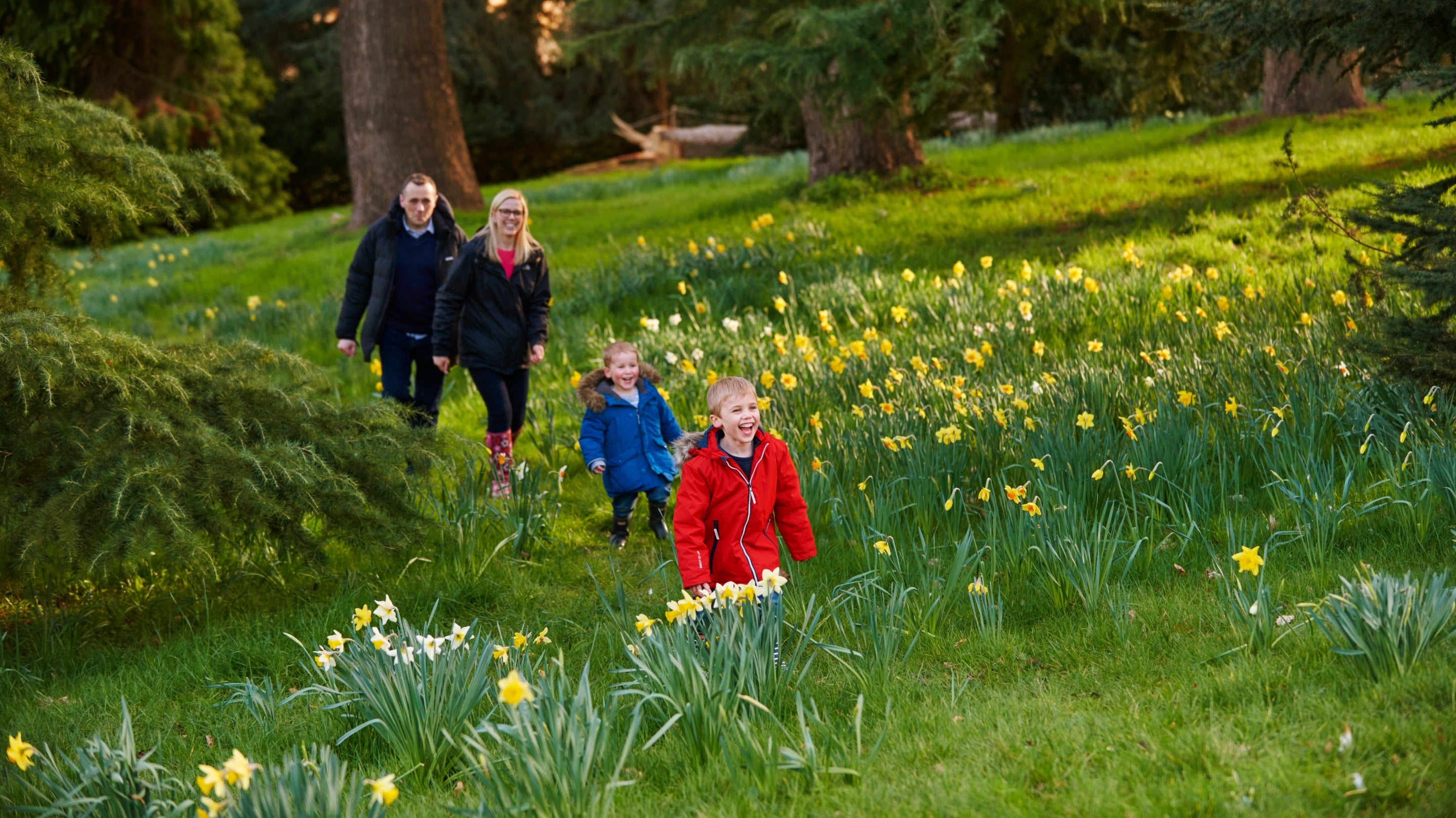 A family with two young children walk up a grassy slope covered with daffodils in the garden at Waddesdon Manor, Buckinghamshire