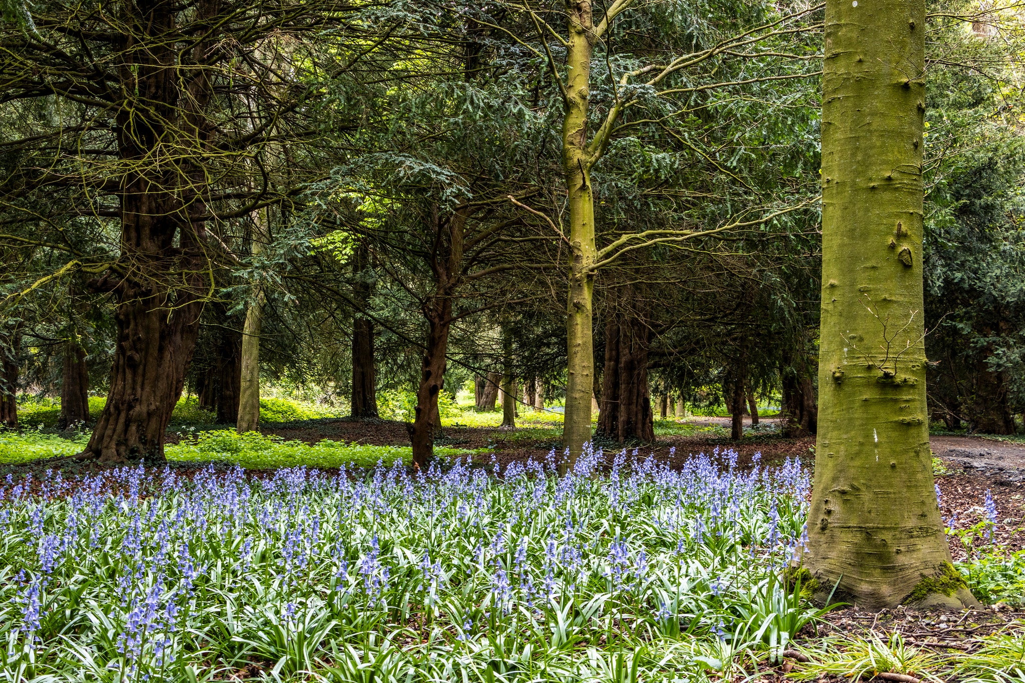Bluebells in the woodland walk beside the path at West Wycombe Park