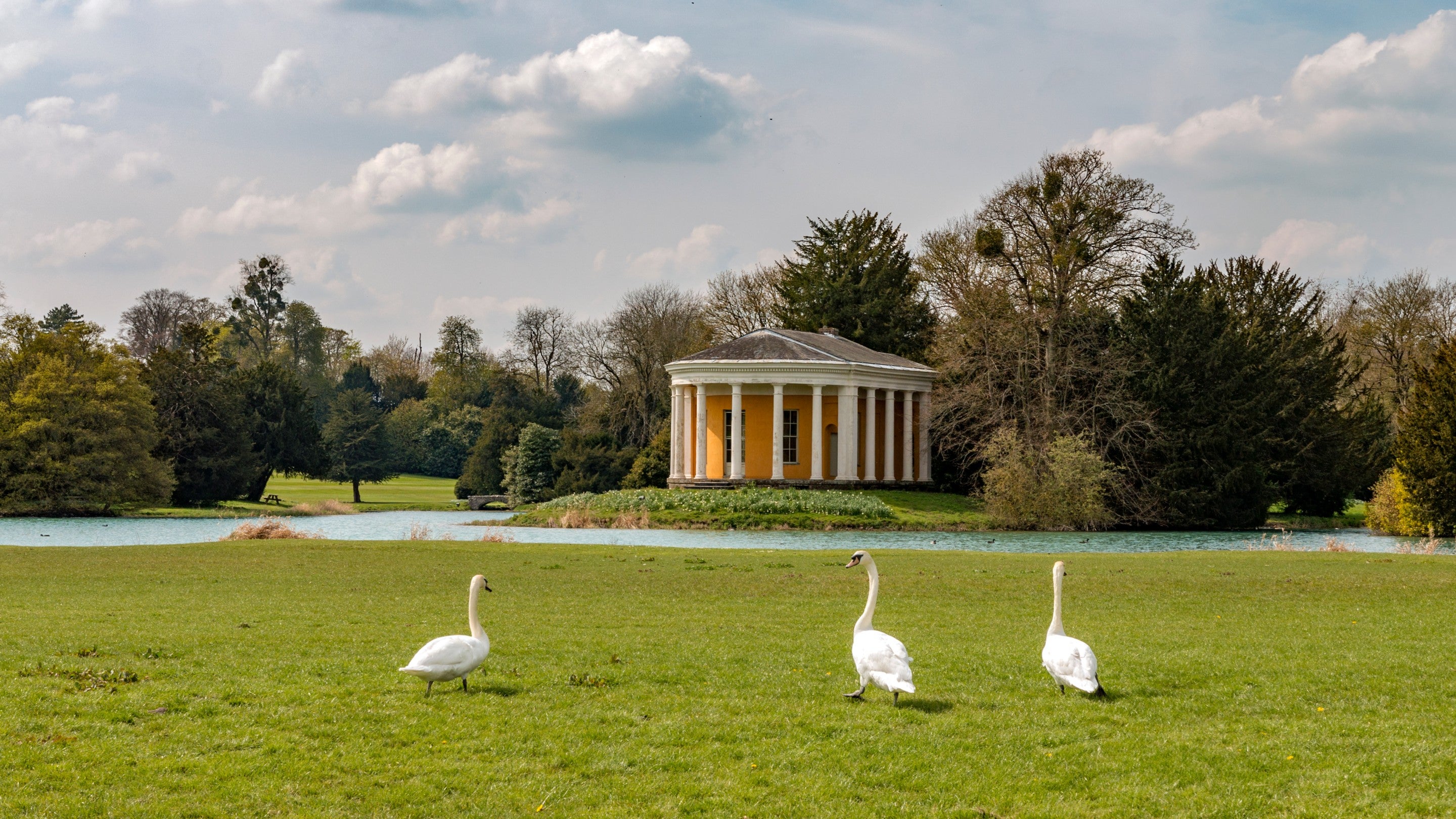 Swans at West Wycombe Park