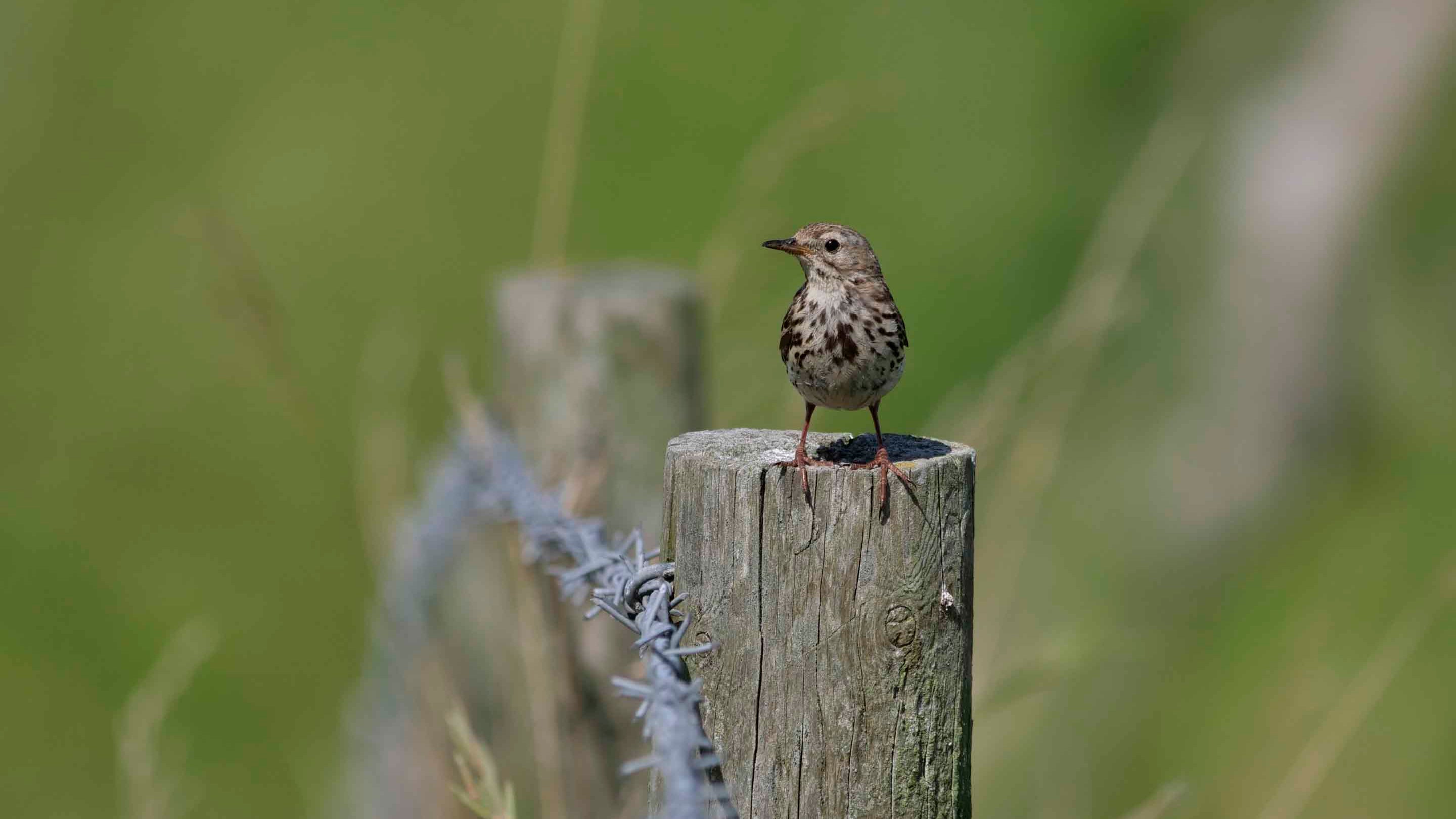 Meadow pipit on barbed wire fence at White Horse Hill, Oxfordshire