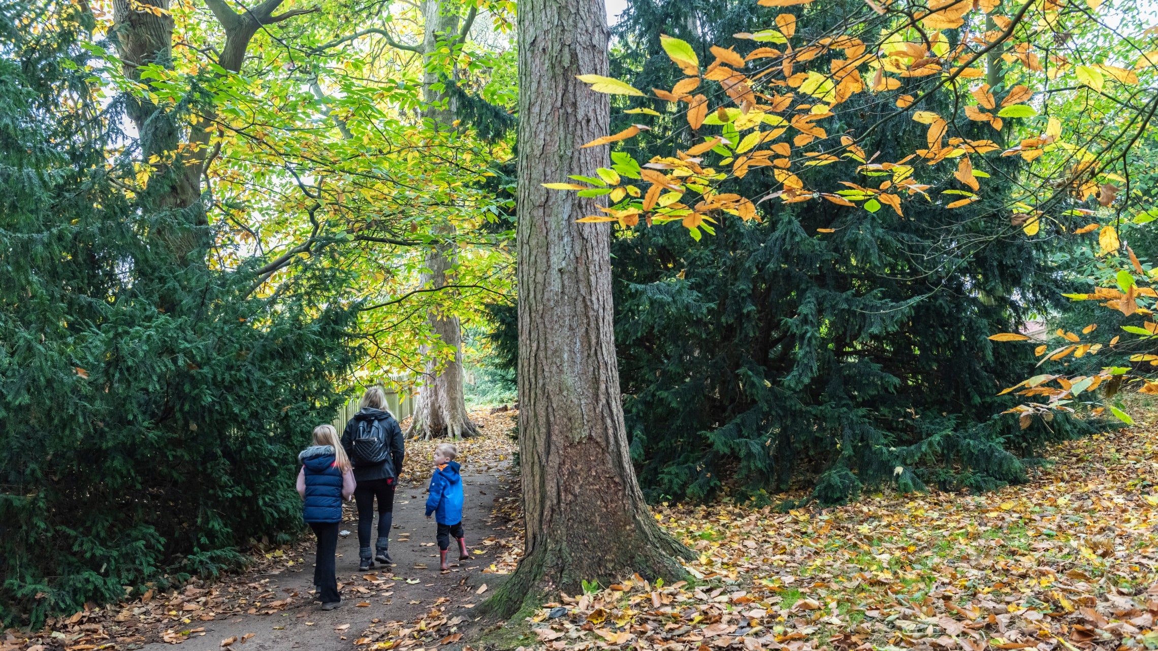 A family walk beneath a canopy of autumn leaves in a woodland at Calke Abbey.