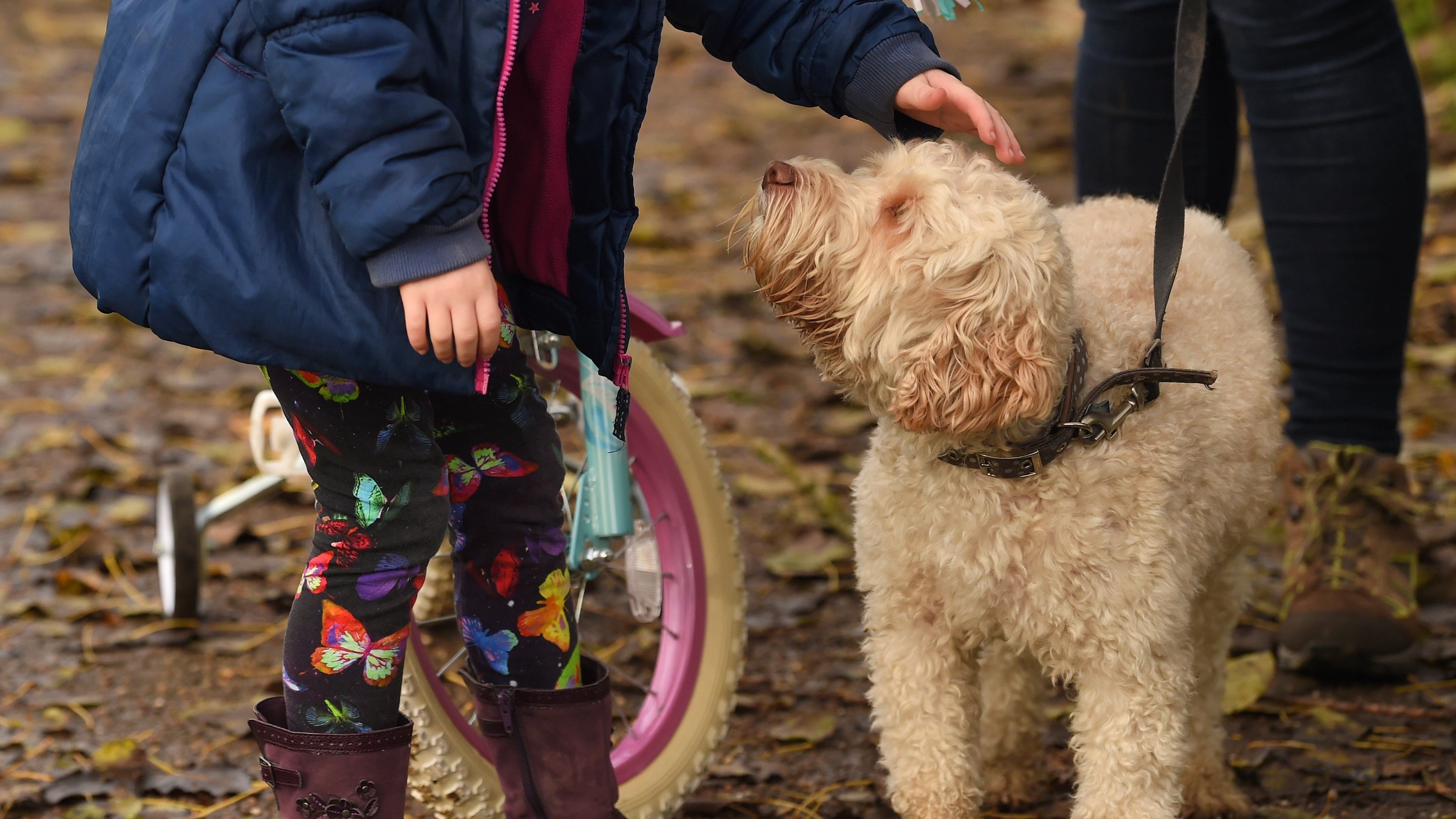 Image shows a child petting a dog