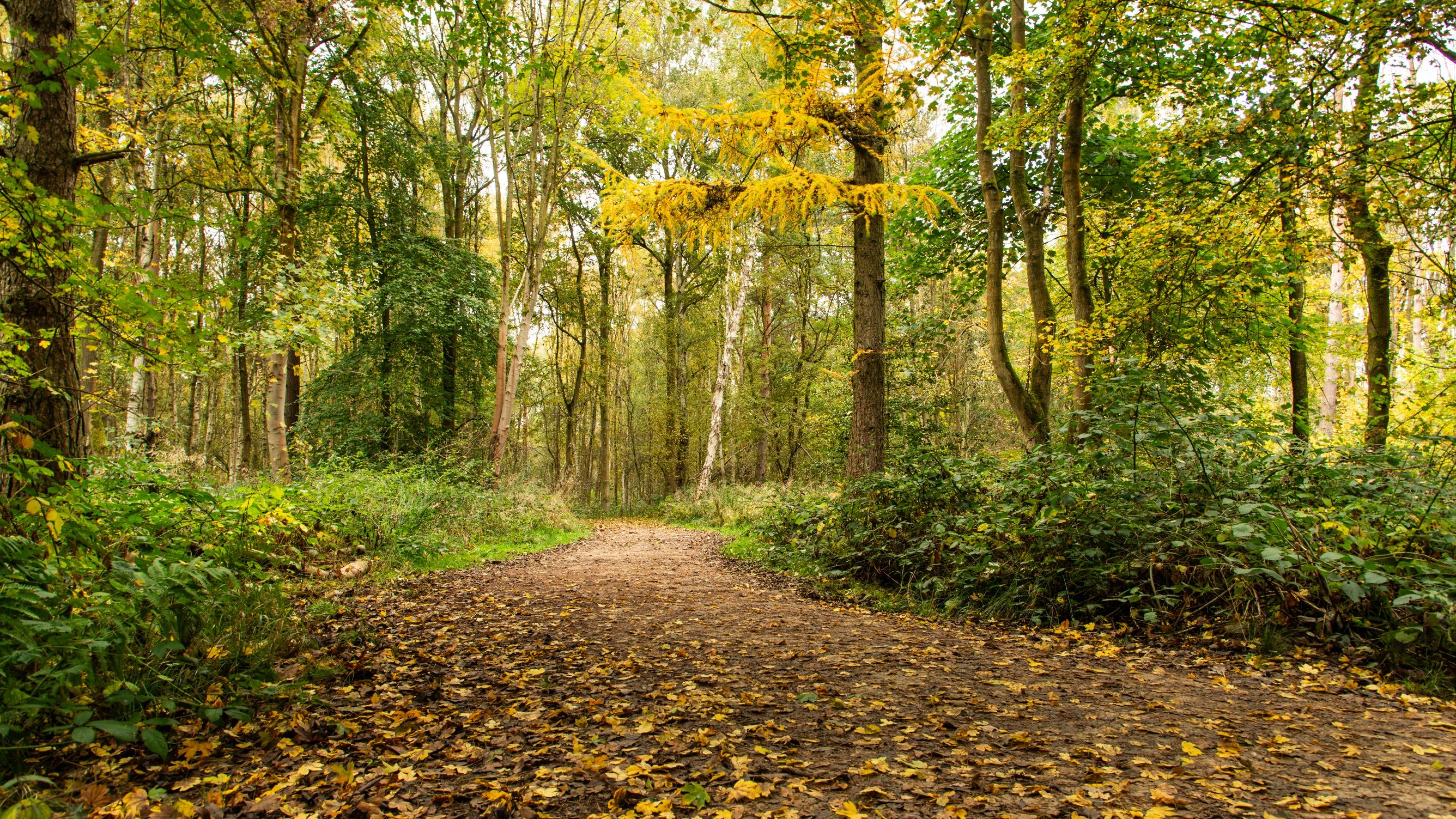 A view of a path through the woodland with golden trees and autumnal leaves on the ground.