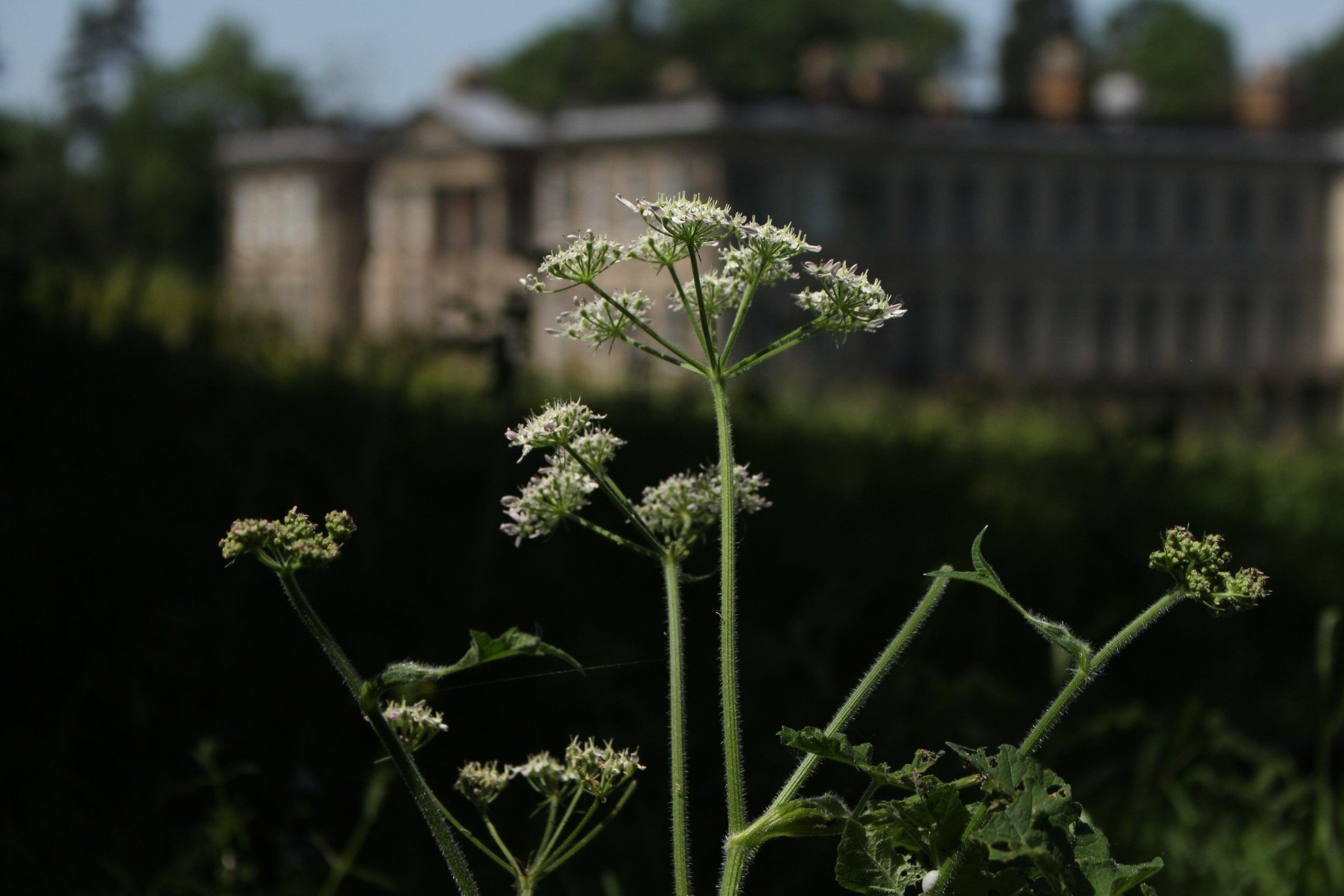 Cow parsley in the meadow at Calke Abbey, with the house blurred in the background.