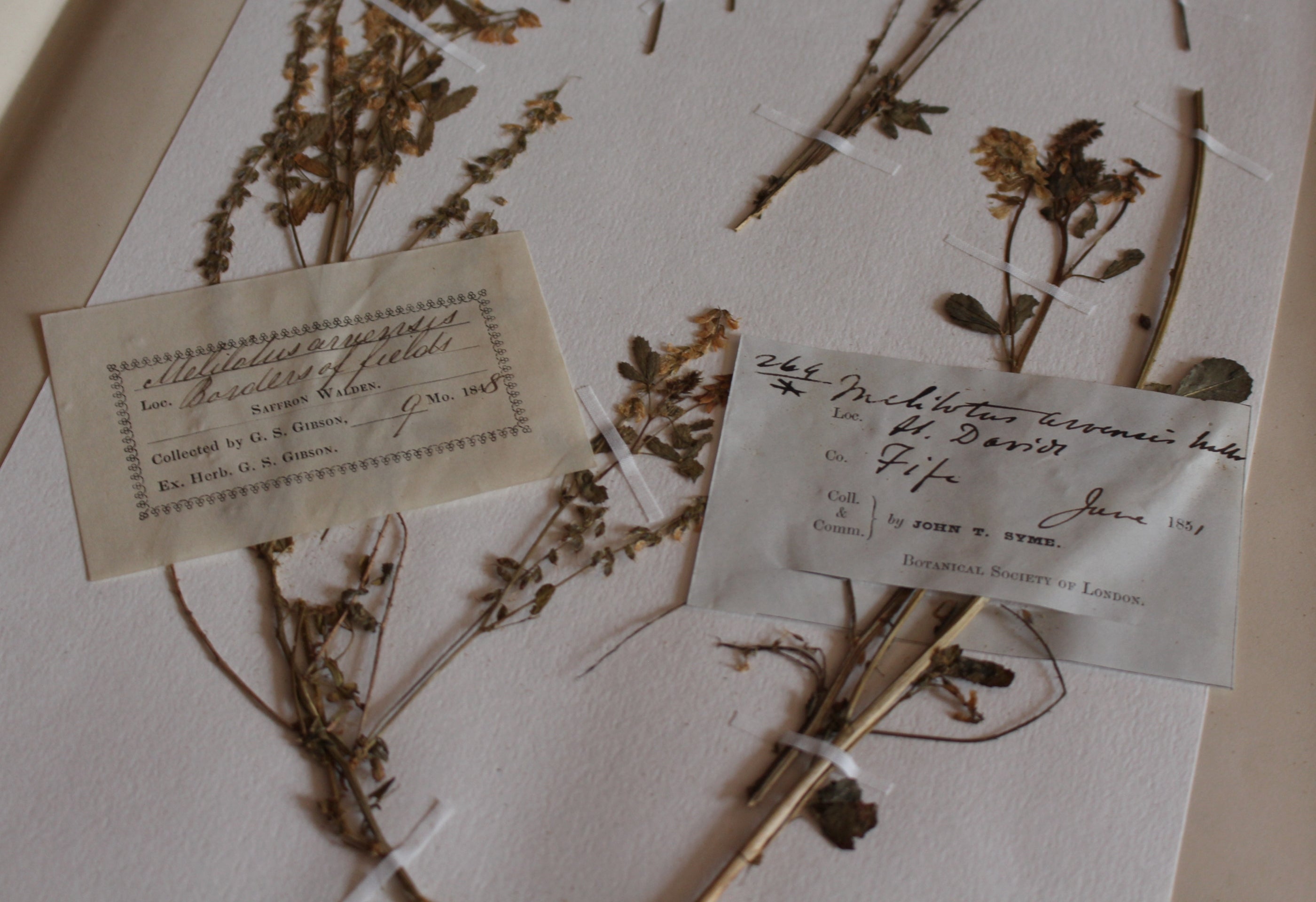 A well-presented example of a herbarium sheet, with pressed plants mounted neatly onto a white page in a book, labelled with neat cursive writing.