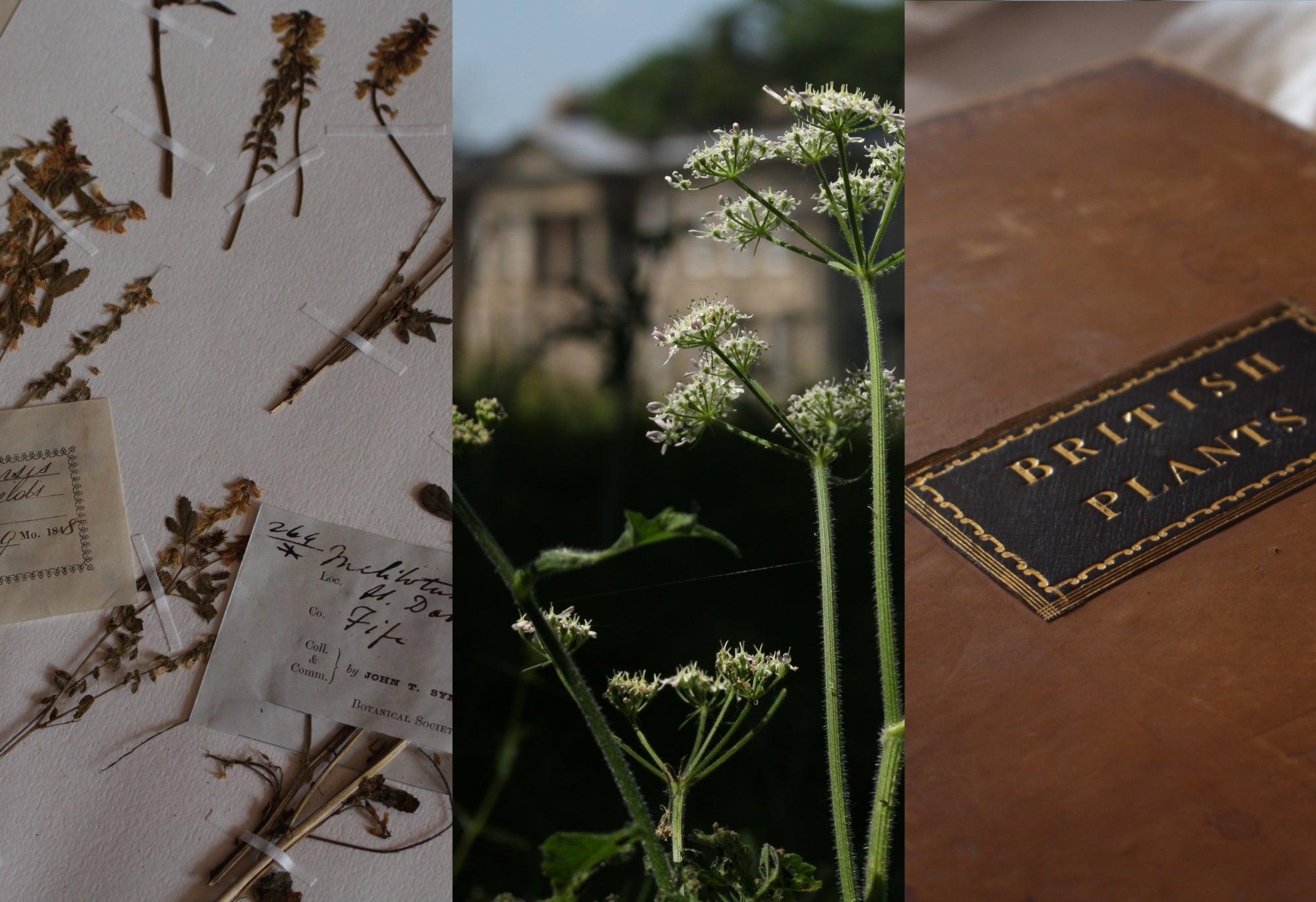 A collage of three images: pressed and dried plant specimens mounted on paper, wild cow parsley with the house at Calke Abbey in the background, and a leather-bound book with 'British Plants' embossed on the cover in gold.