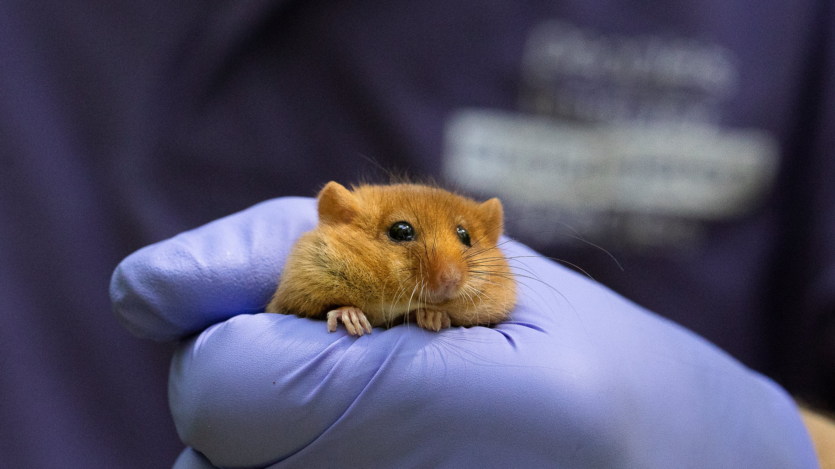 Image shows a close up of a hazel dormice in someone's hand.