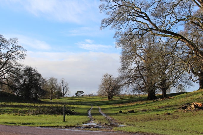 The Historic Drive at Calke Abbey, a two track grassy path framed on either side by sloping hills and trees.