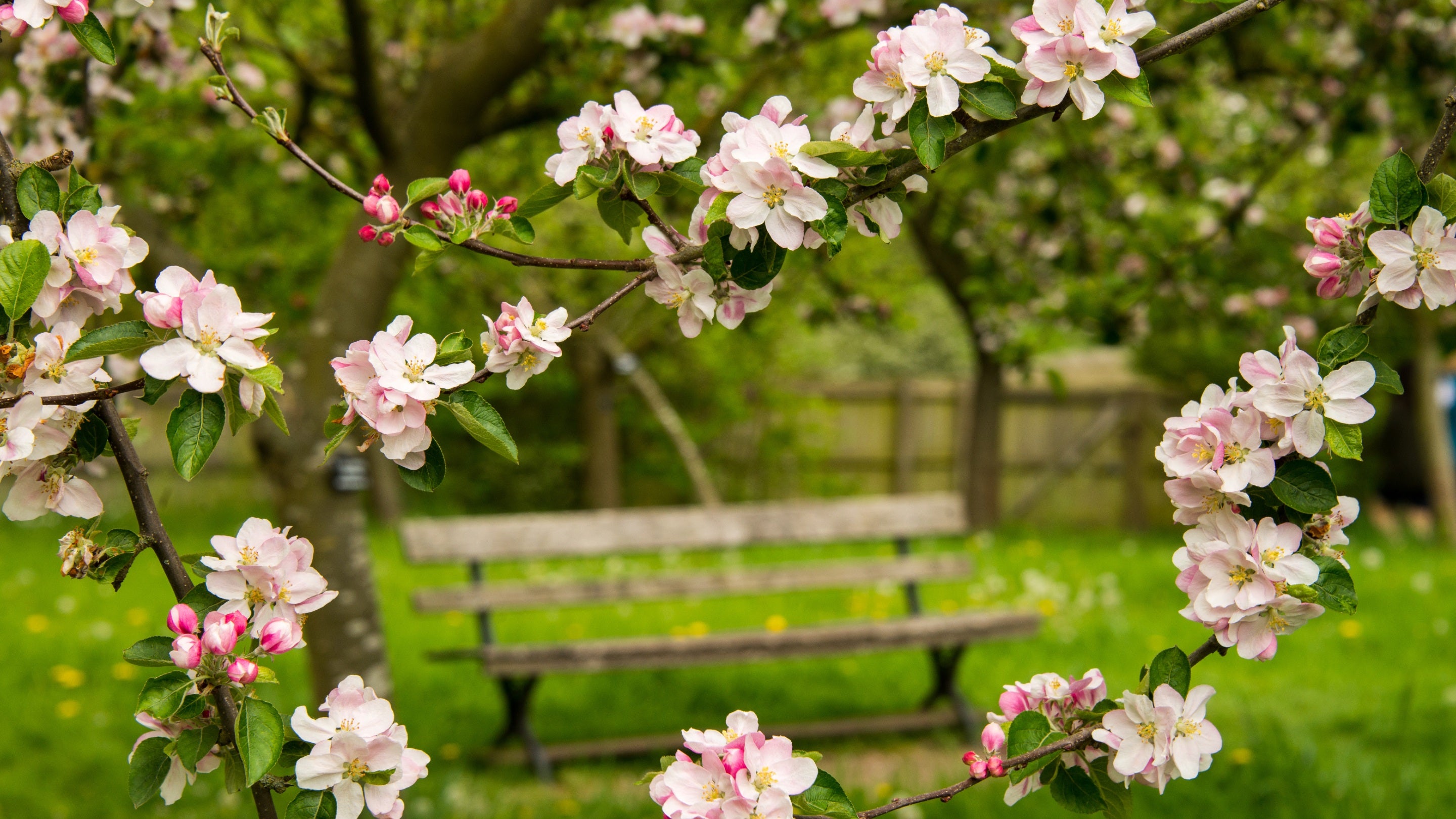Pink and white apple blossom framing a bench in the orchard