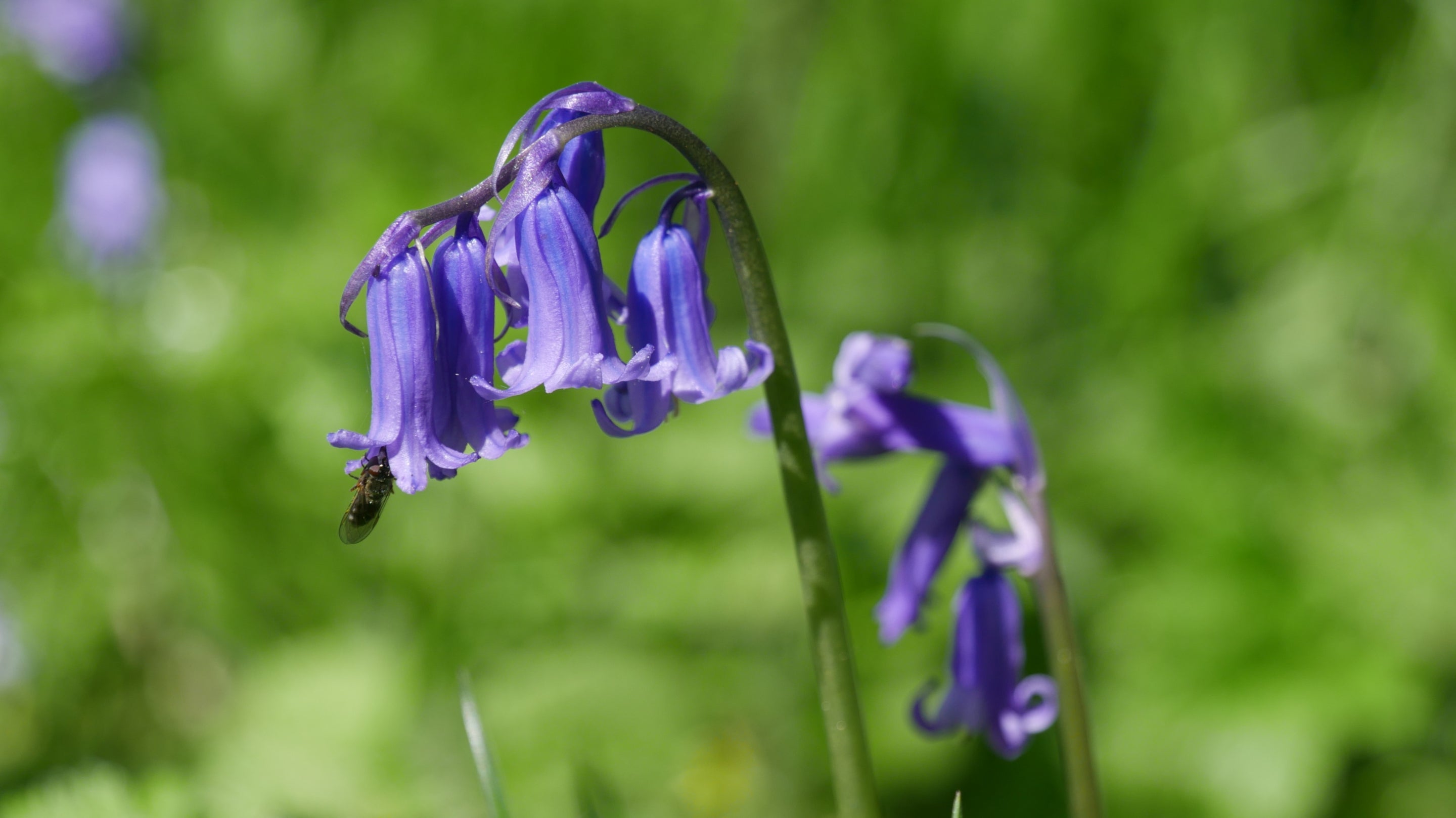 Close up of a bluebell against a green foliage background