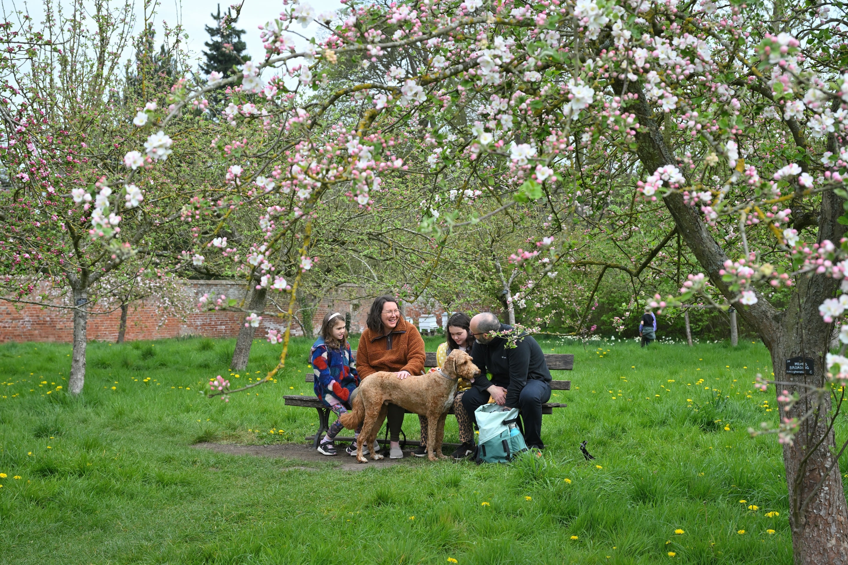 A family enjoying blossom in the orchard at Calke Abbey, Derbyshire