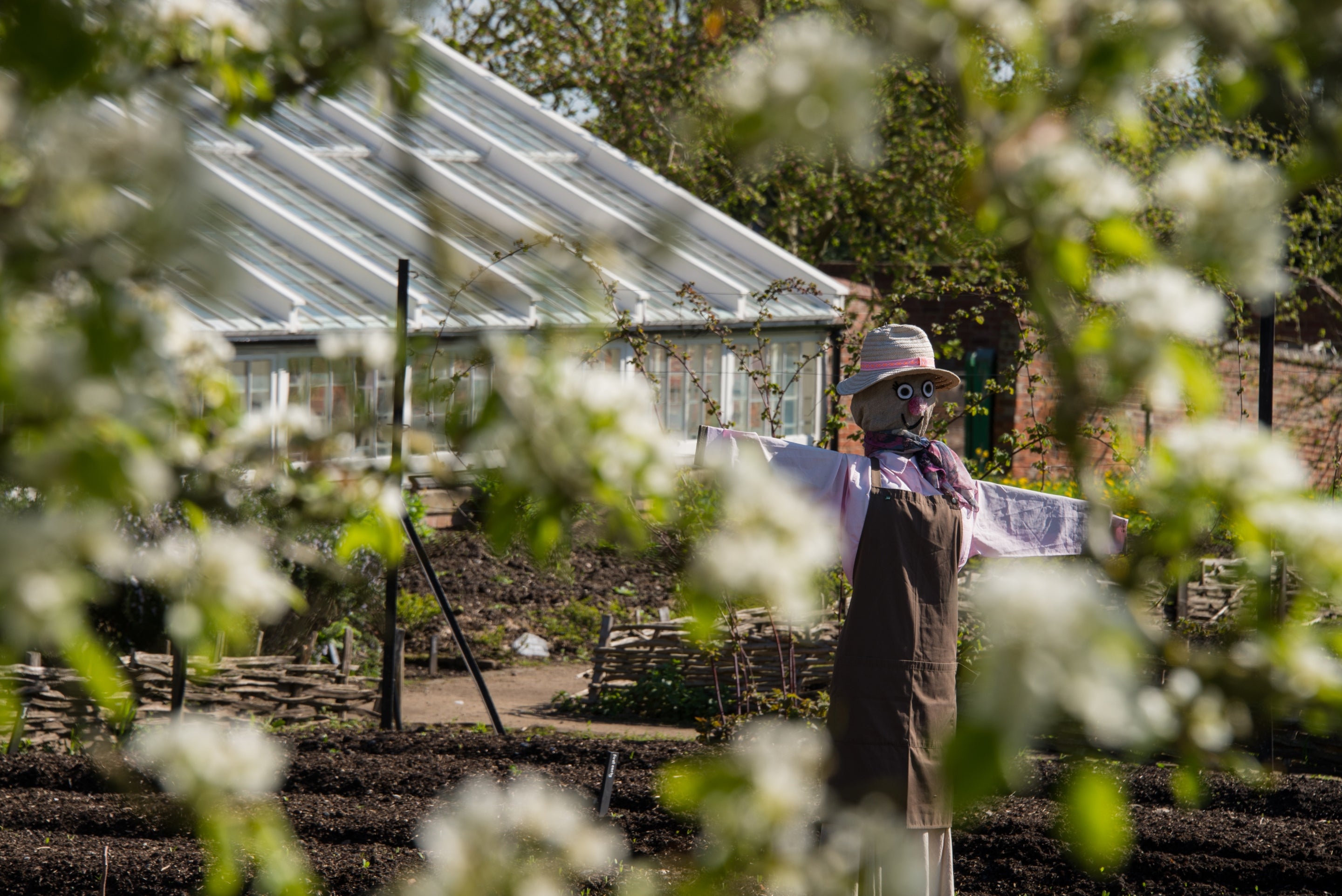 Scarecrow in the potato bed framed by pear blossom at Calke Abbey, Derbyshire