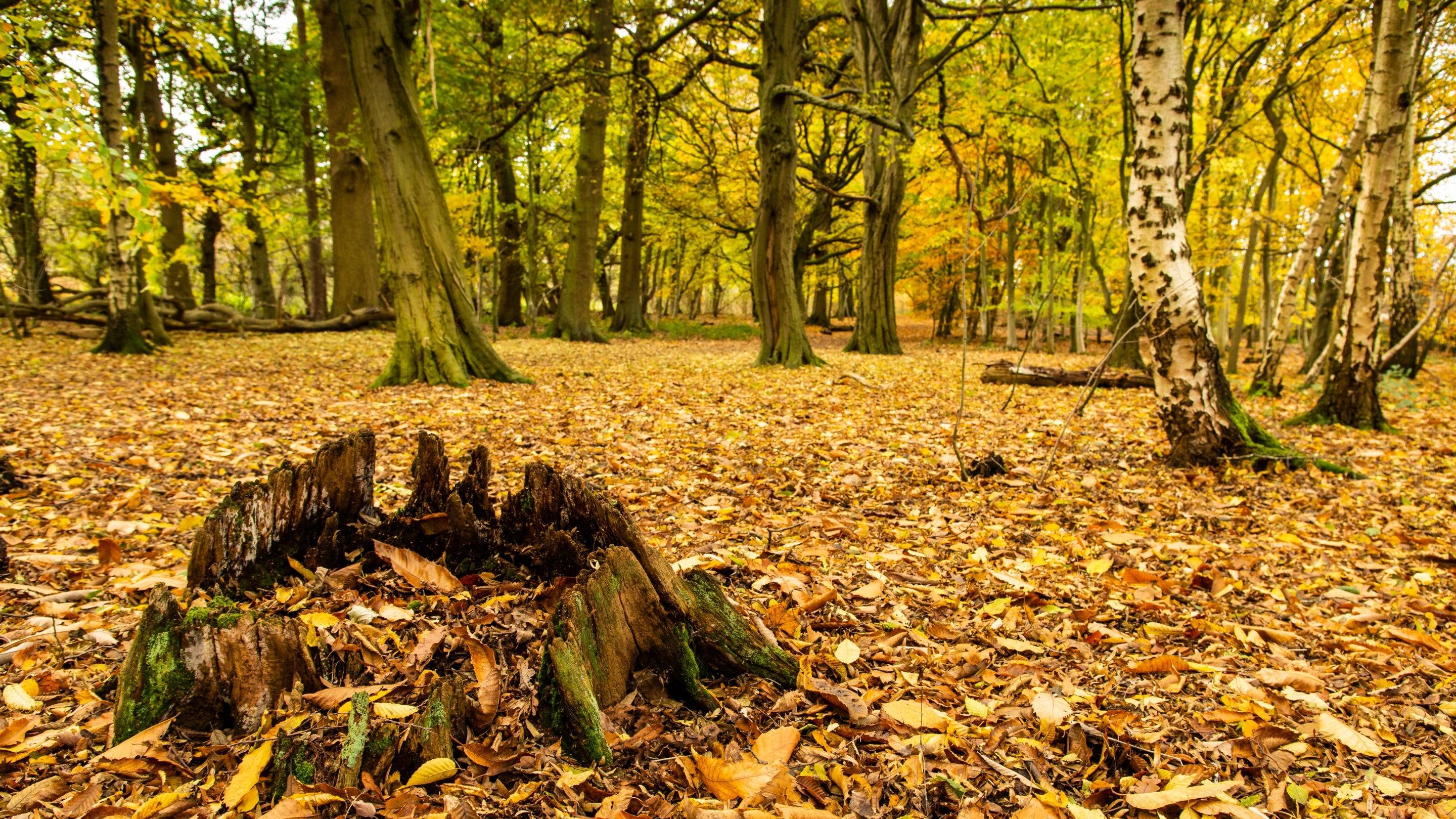 Bright orange and yellow leaves carpeting a woodland floor and tree stump.