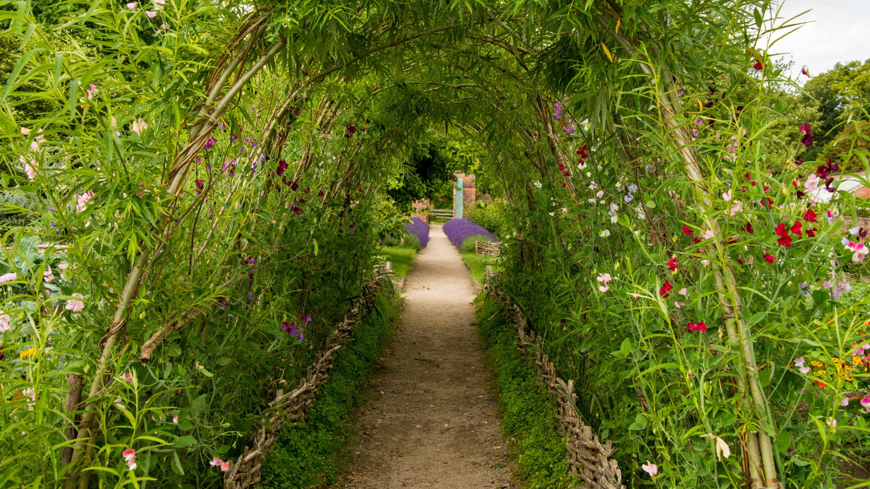 The view through a willow arch tunnel with colourful sweet peas and a double lavender border in the distance