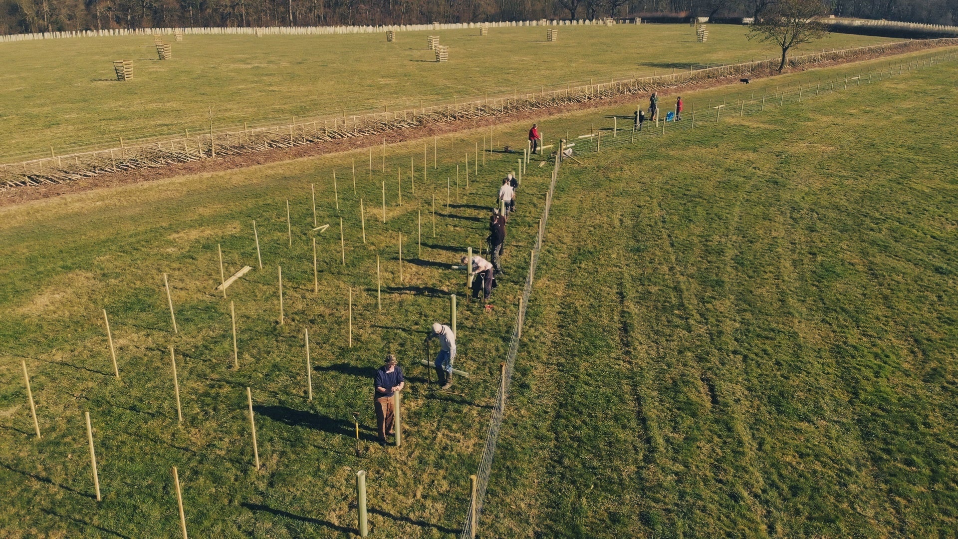 Image shows a photo taken from above of people planting trees at Casey's Plantation