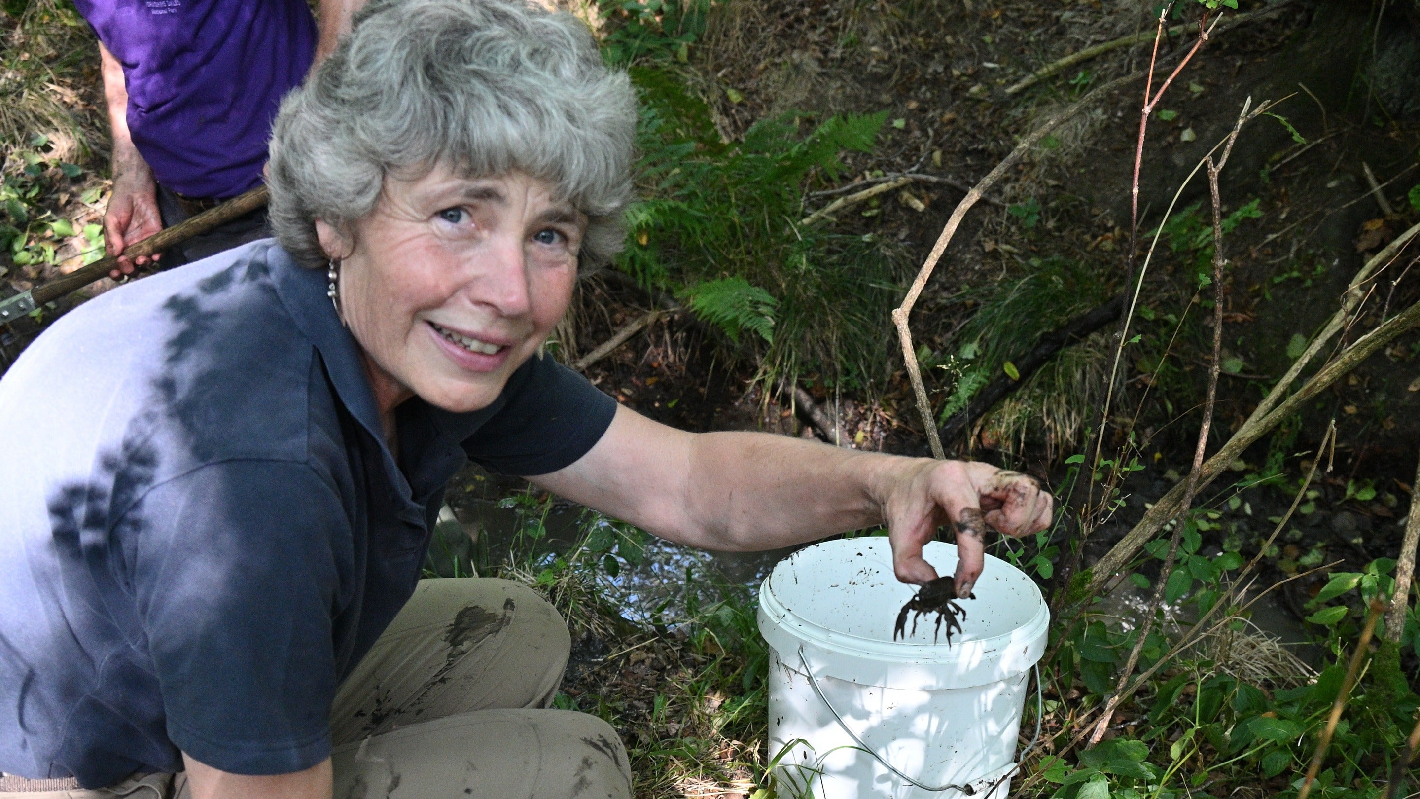 A women volunteer picking up a white-clawed crayfish and placing it in a bucket